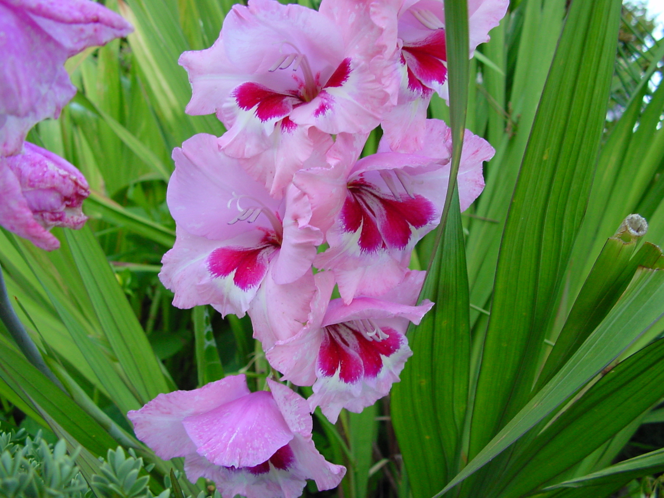 http://www.zastavki.com/pictures/originals/2014/Nature___Flowers_Beautiful_gladiolus_flowers_in_the_flower_bed_in_the_garden_066762_.jpg
