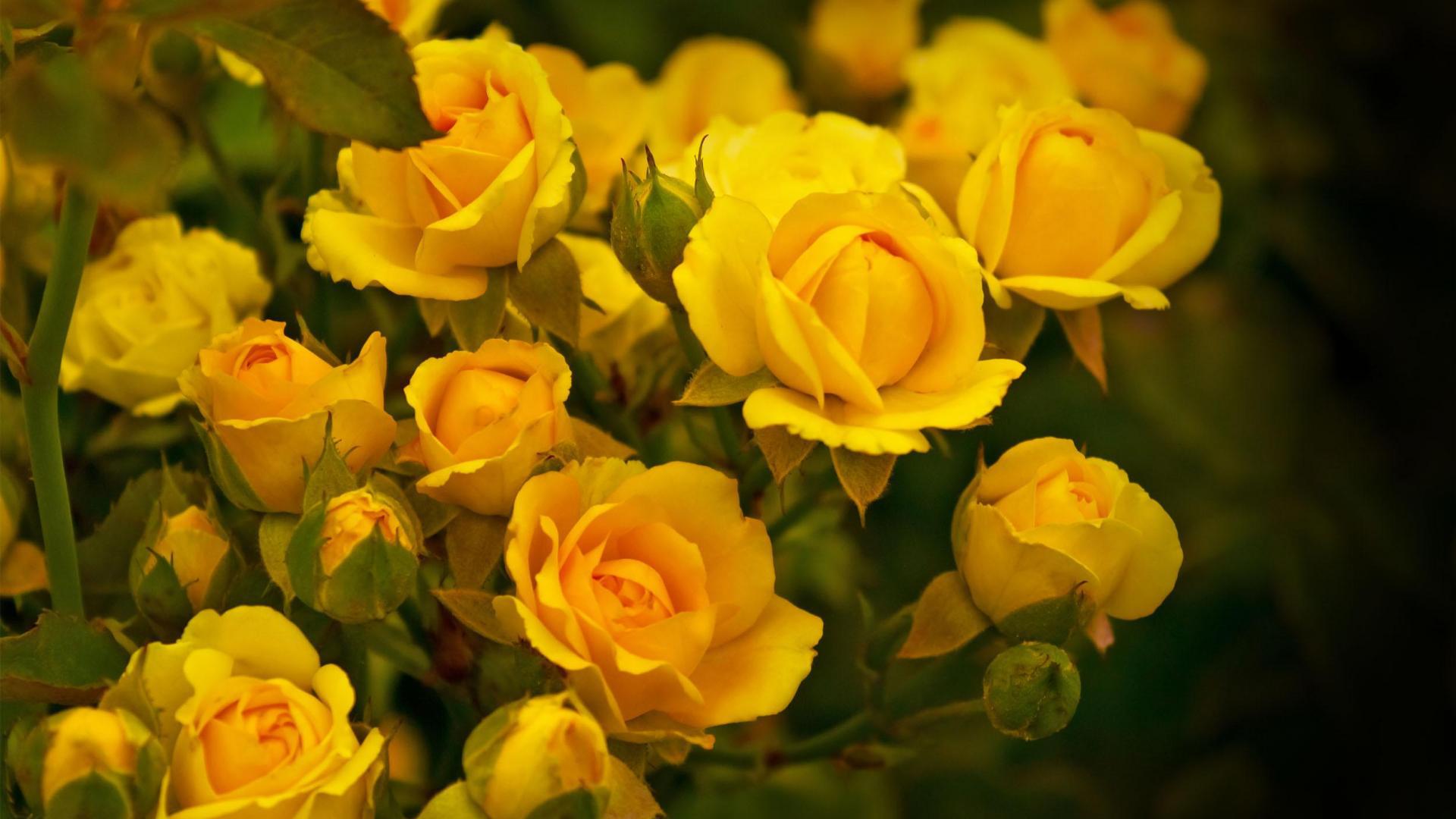 Красивые жёлтые розы в саду - обои для рабочего стола, картинки, фото