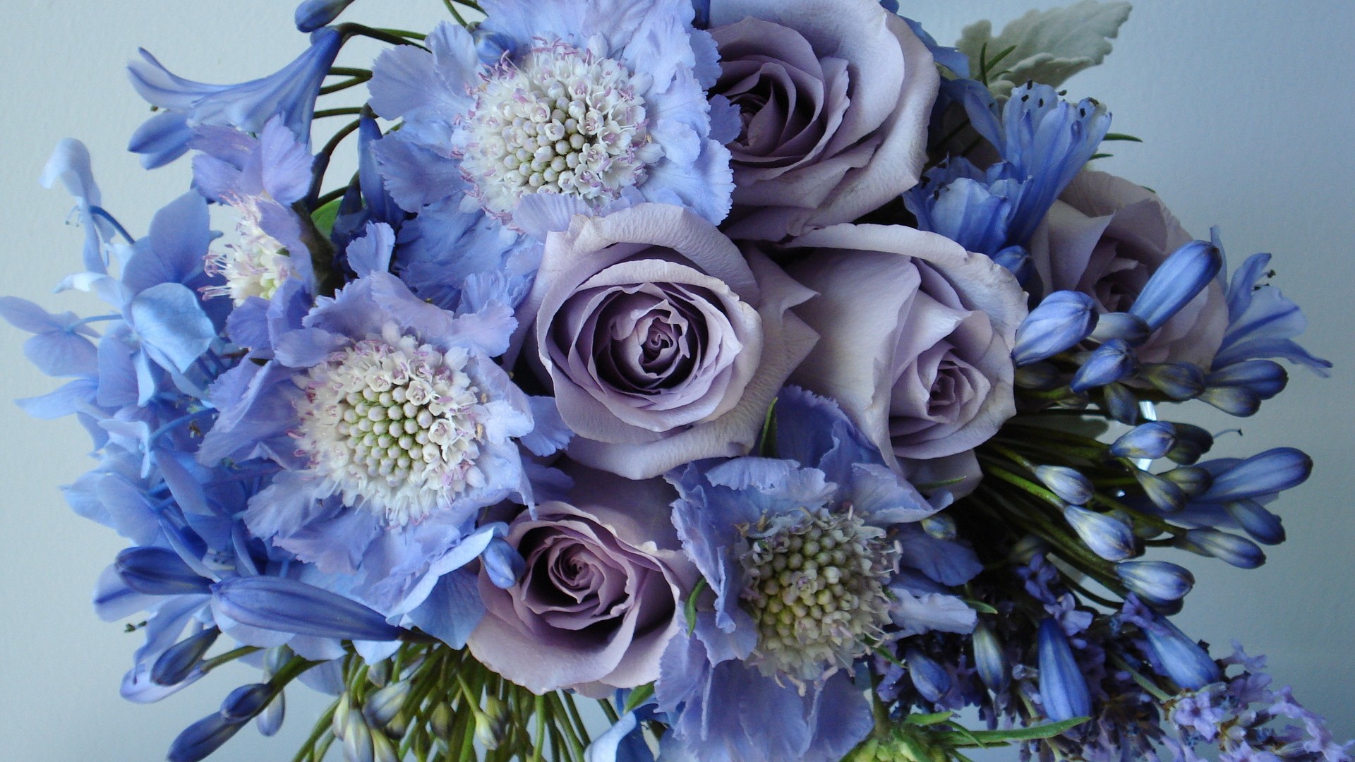Nature___Flowers_Blue_and_purple_flowers_082131_.jpg