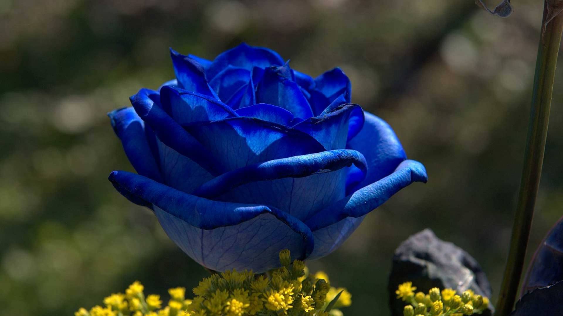 Blue rose at sunrise wallpapers and images - wallpapers ...
