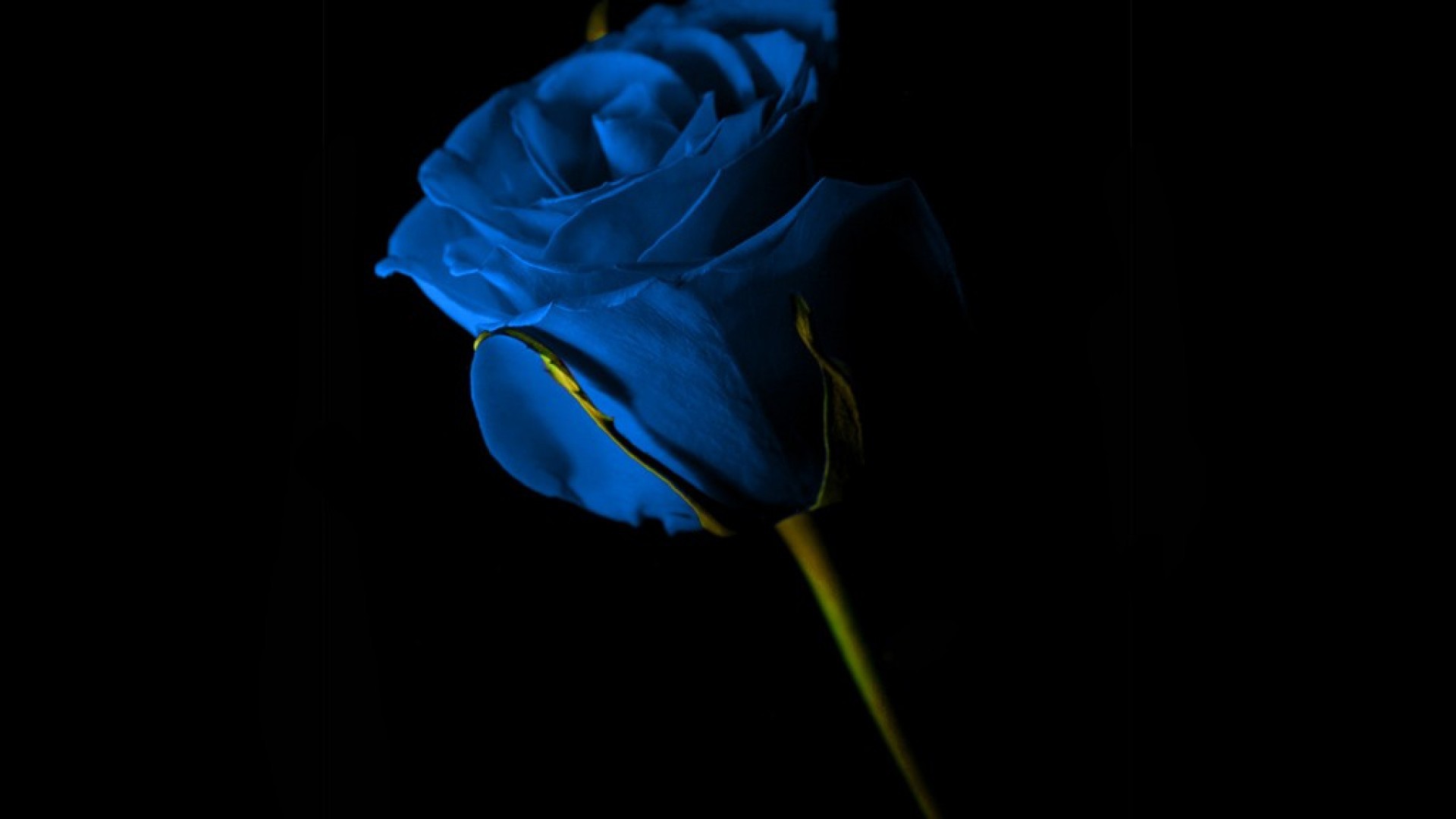 Black And Blue Rose Wallpaper