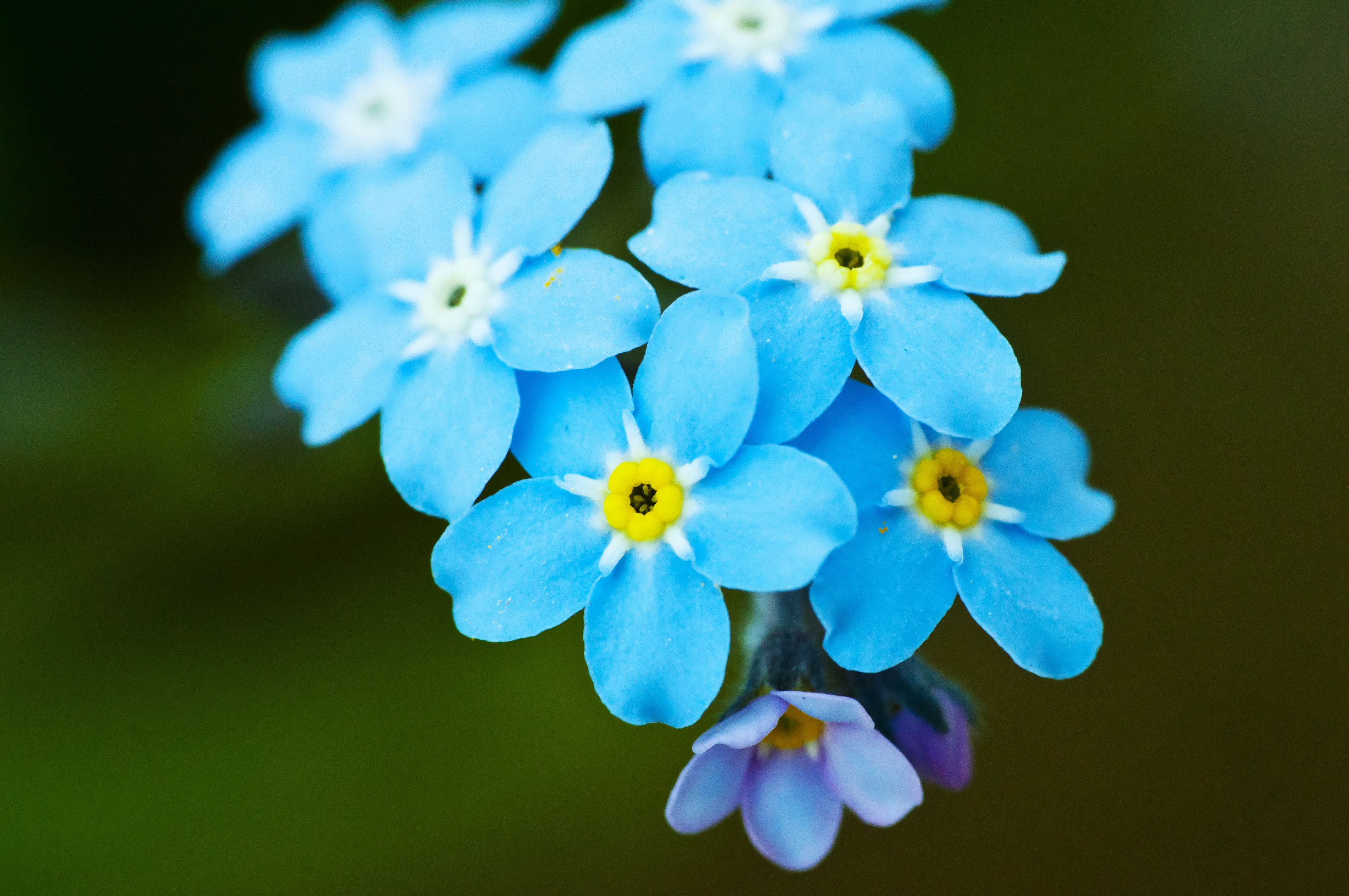 Bright beautiful flowers forget-me- wallpapers and images ...
