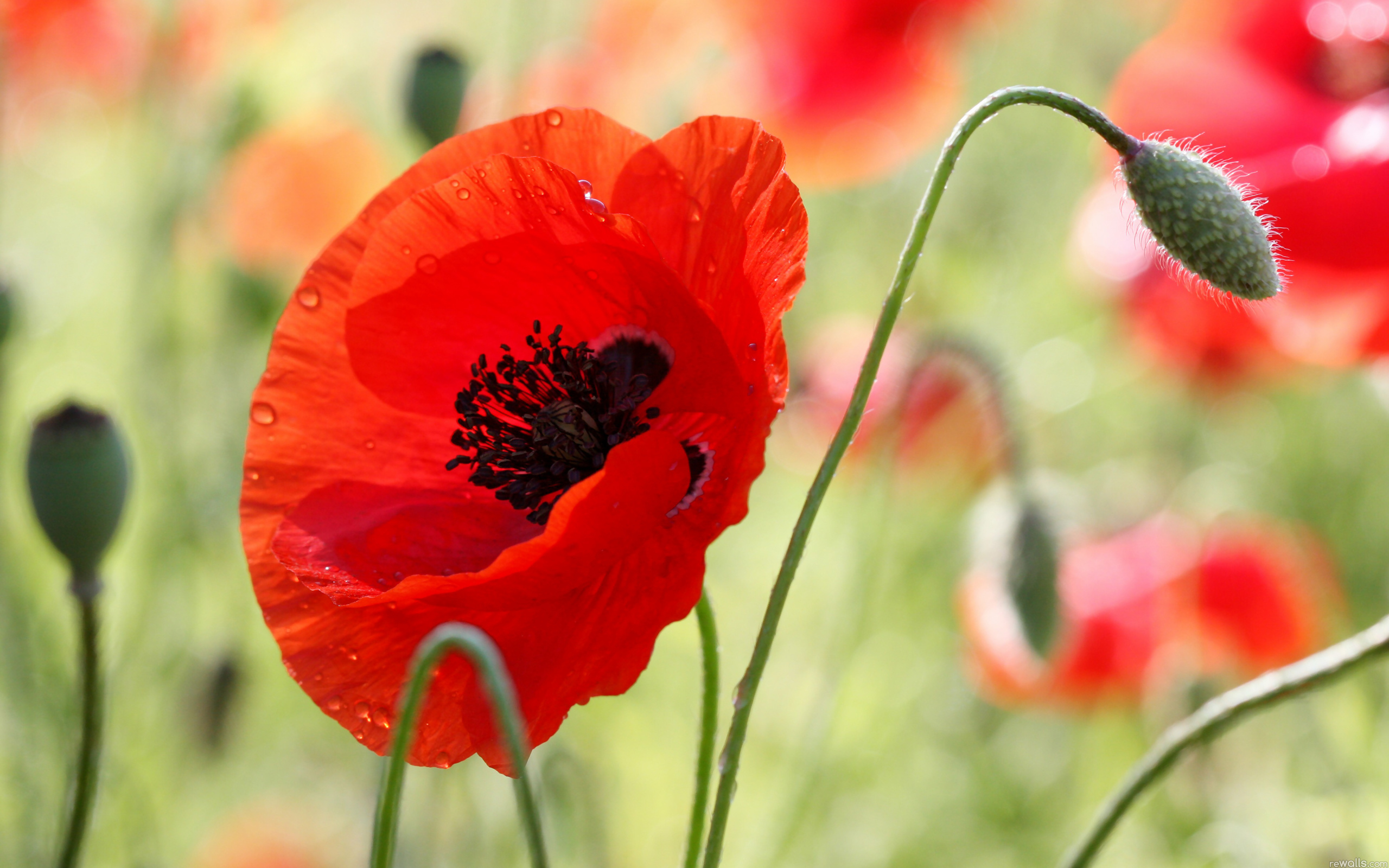 In the beautiful red poppy wallpapers and images - wallpapers, pictures