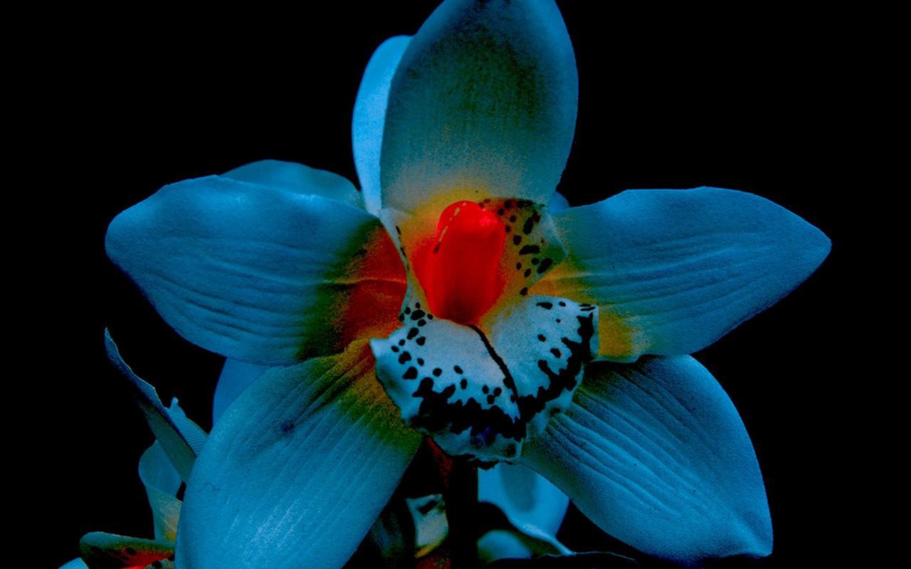 Pics Photos - Flowers Black Background Orchids 1280x800 Wallpaper Art ...