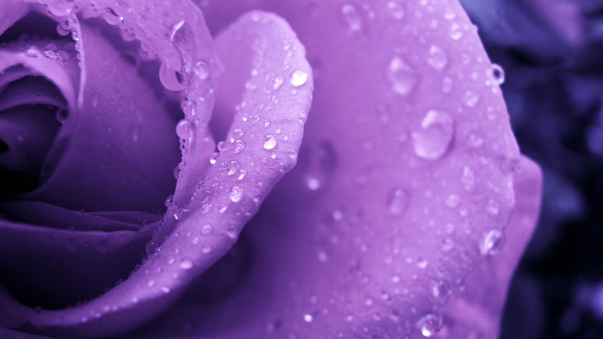 Purple rose and water droplets wallpapers and images - wallpapers
