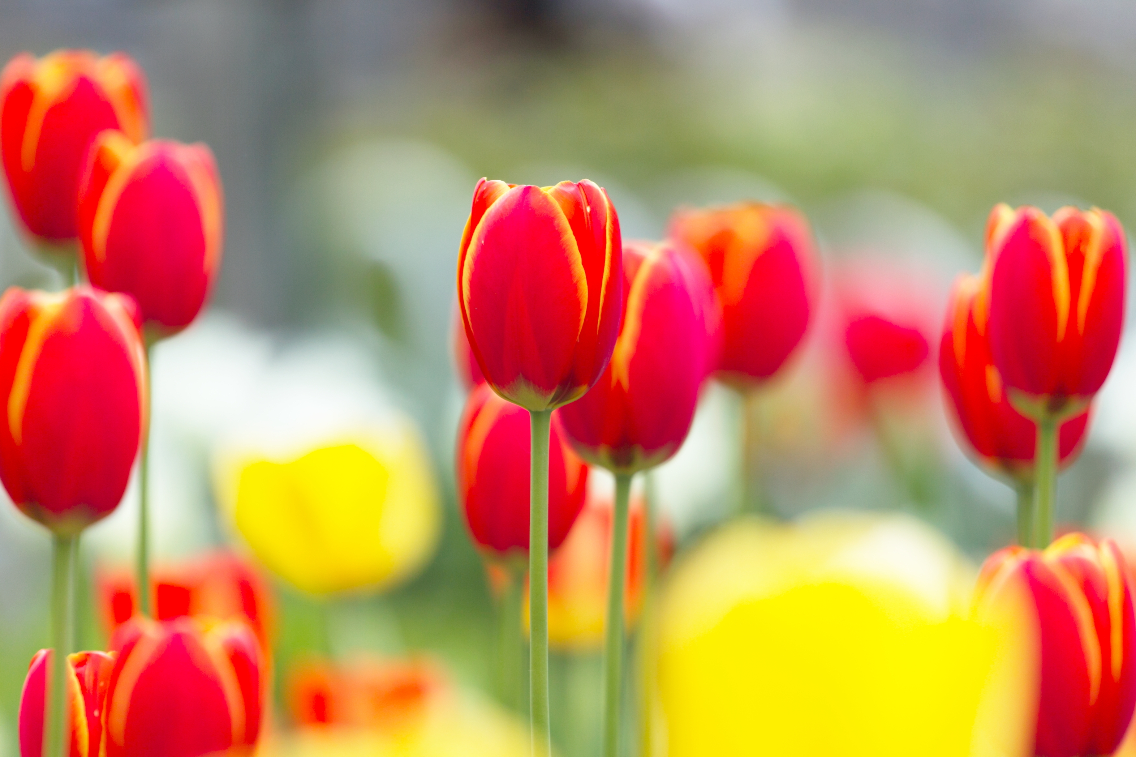 Red with yellow tulips wallpapers and images - wallpapers ...