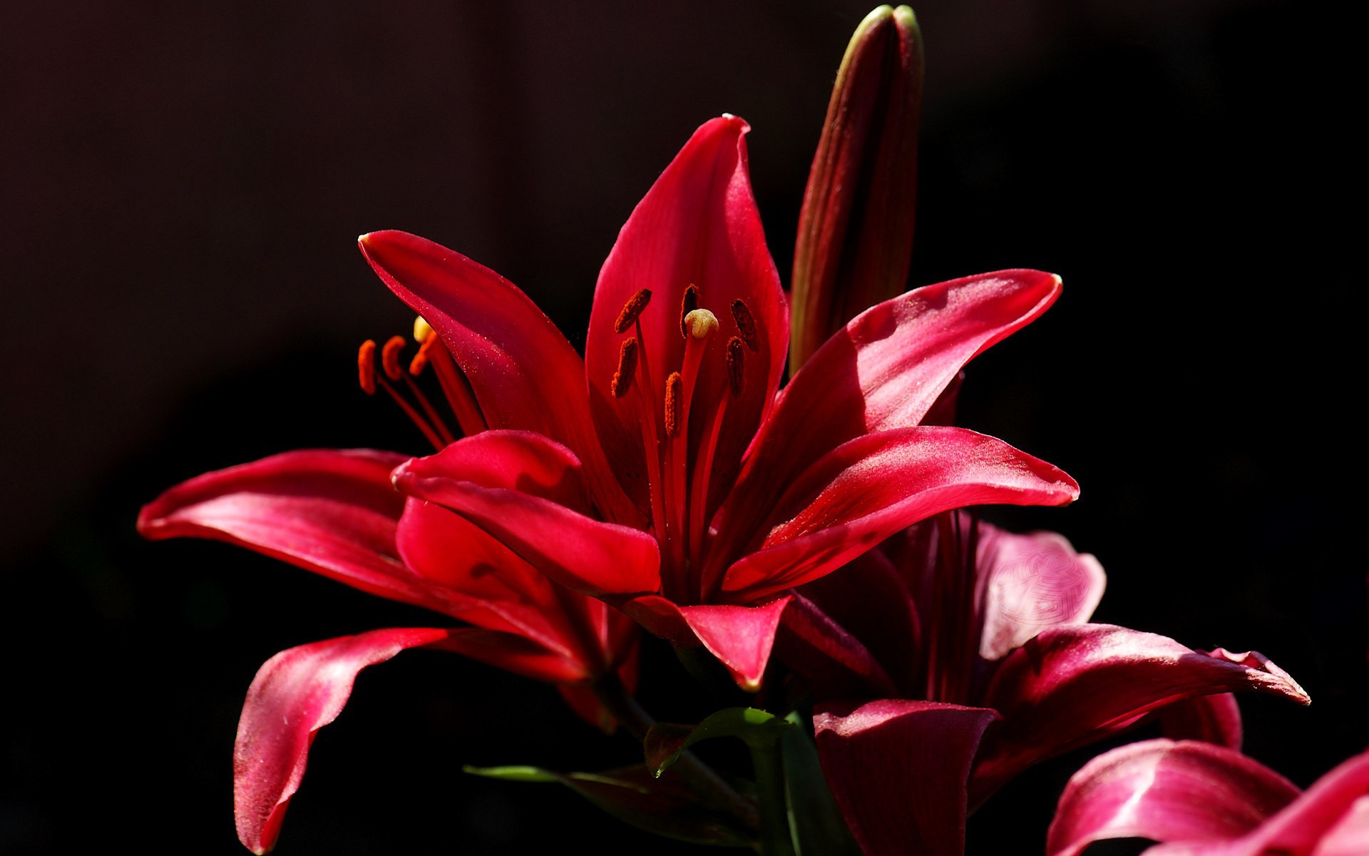The red flower on a black background wallpapers and images - wallpapers