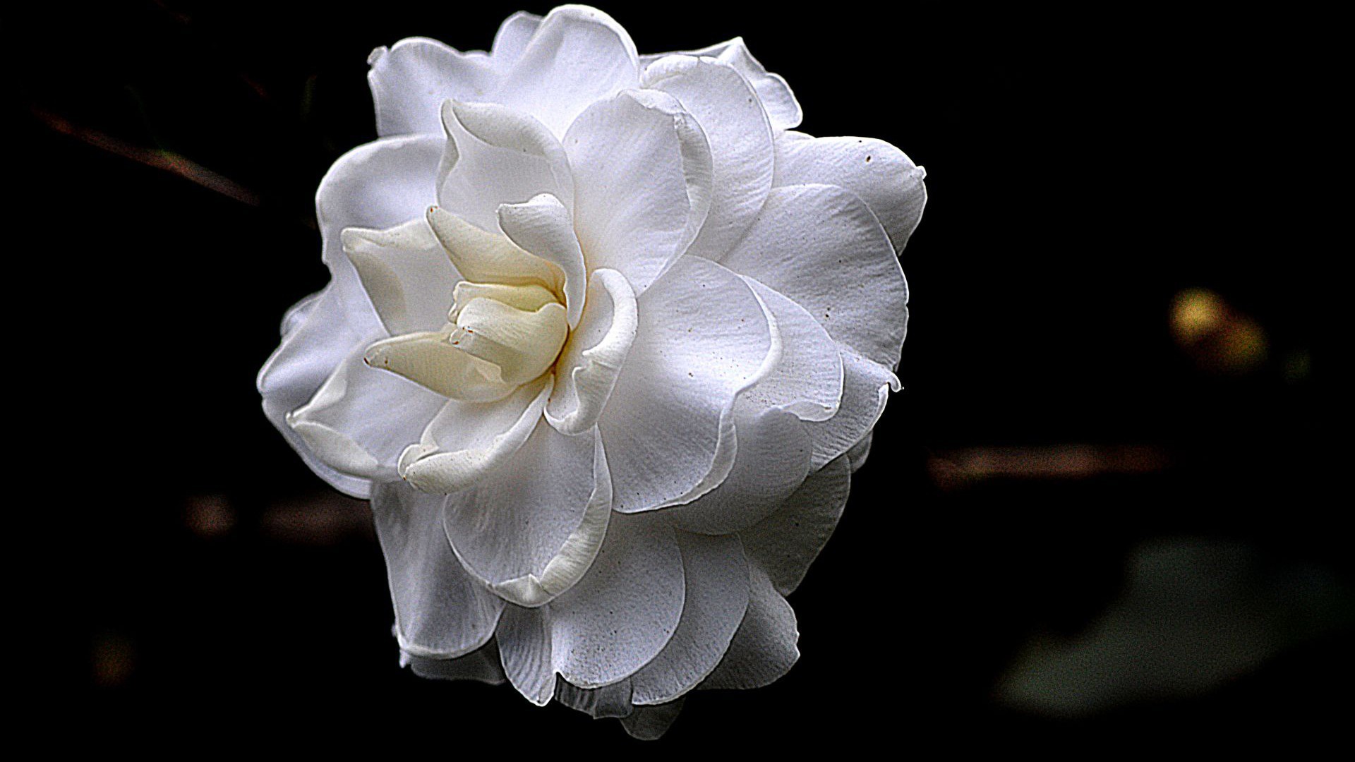 The white flower on a black background wallpapers and images
