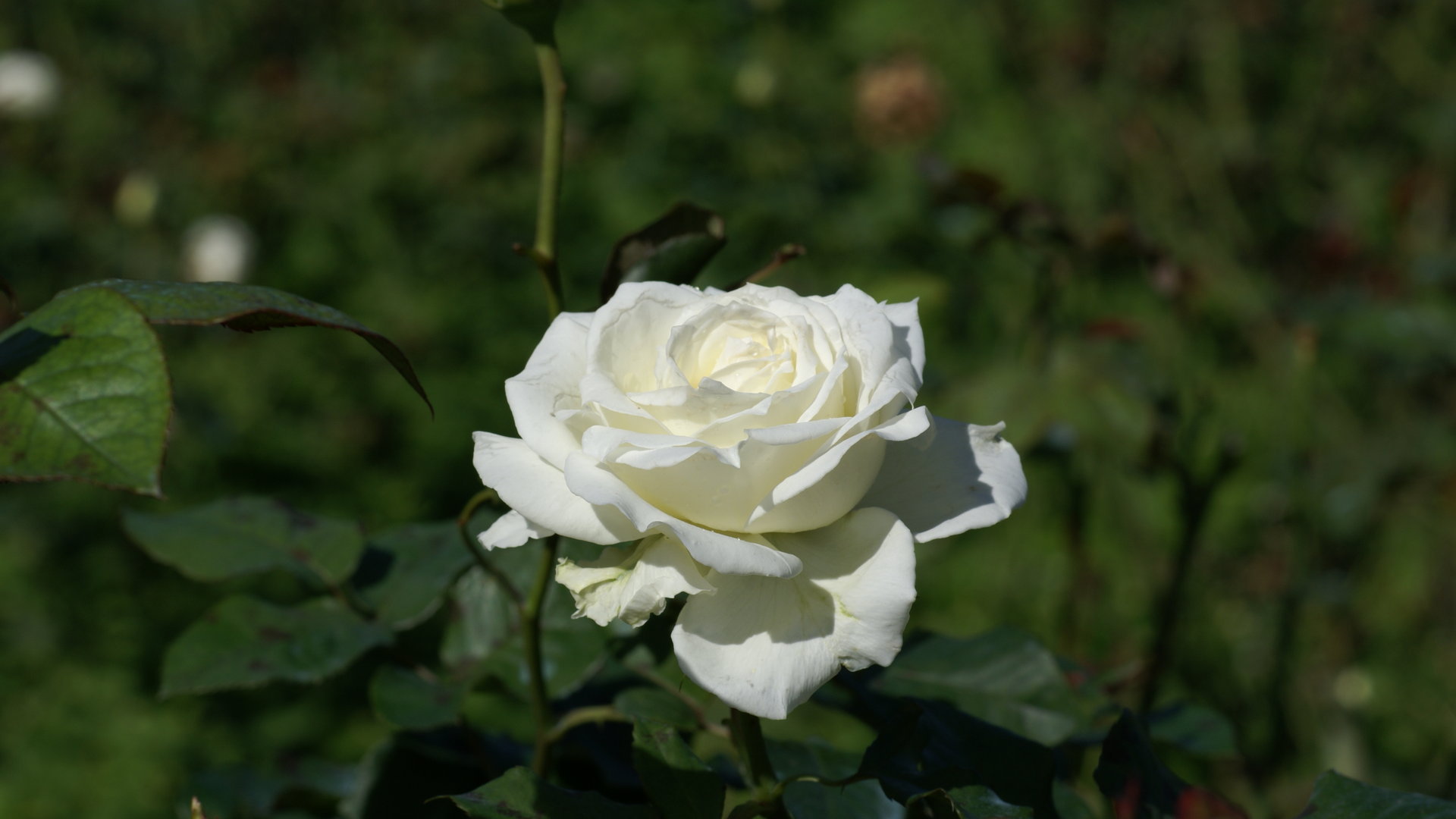 White Rose Garden Wallpaper