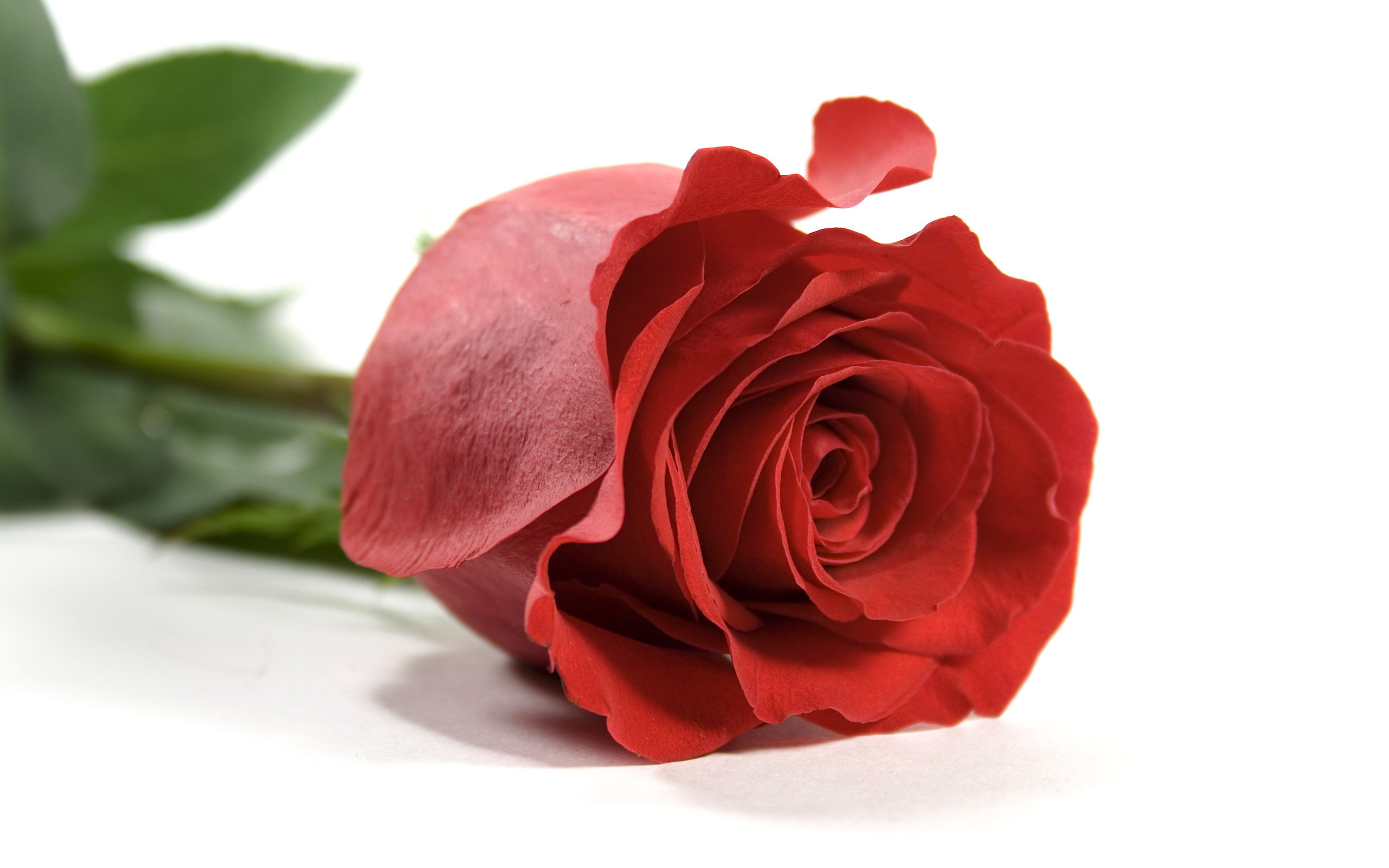 Nature___Flowers_____Red_rose_on_white_background_086598_.jpg