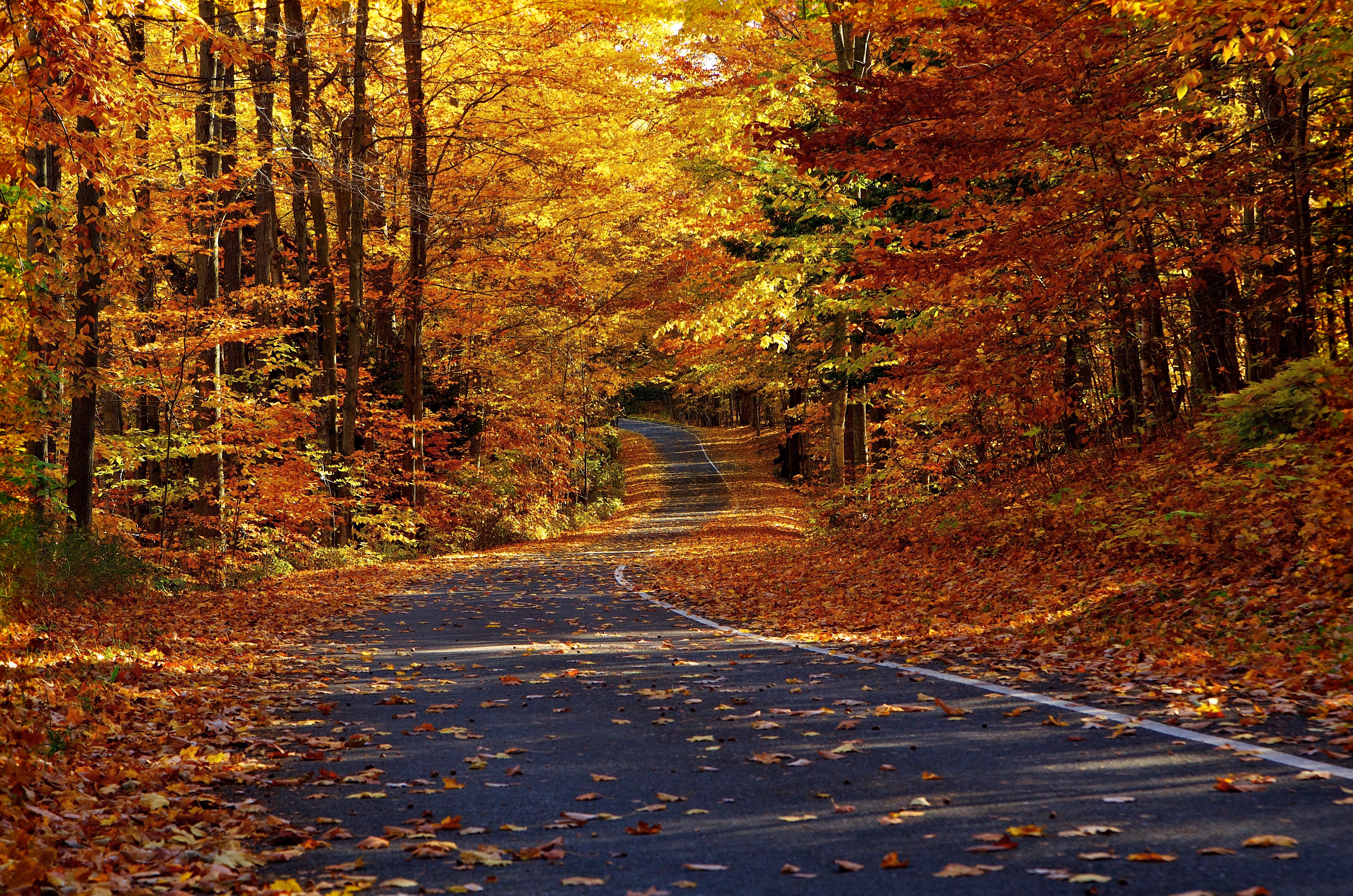Nature___Forest_Road_in_the_autumn_forest_089480_.jpg