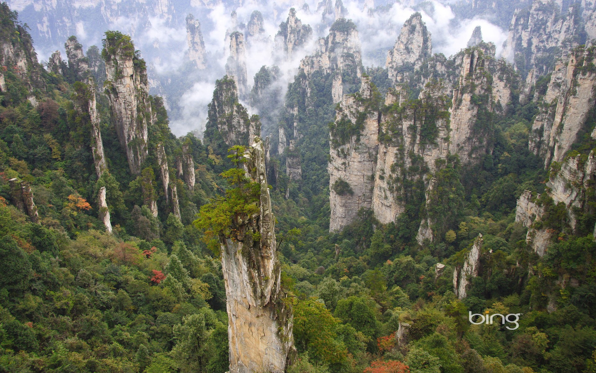 Forest on stone pillars wallpapers and images - wallpapers, pictures