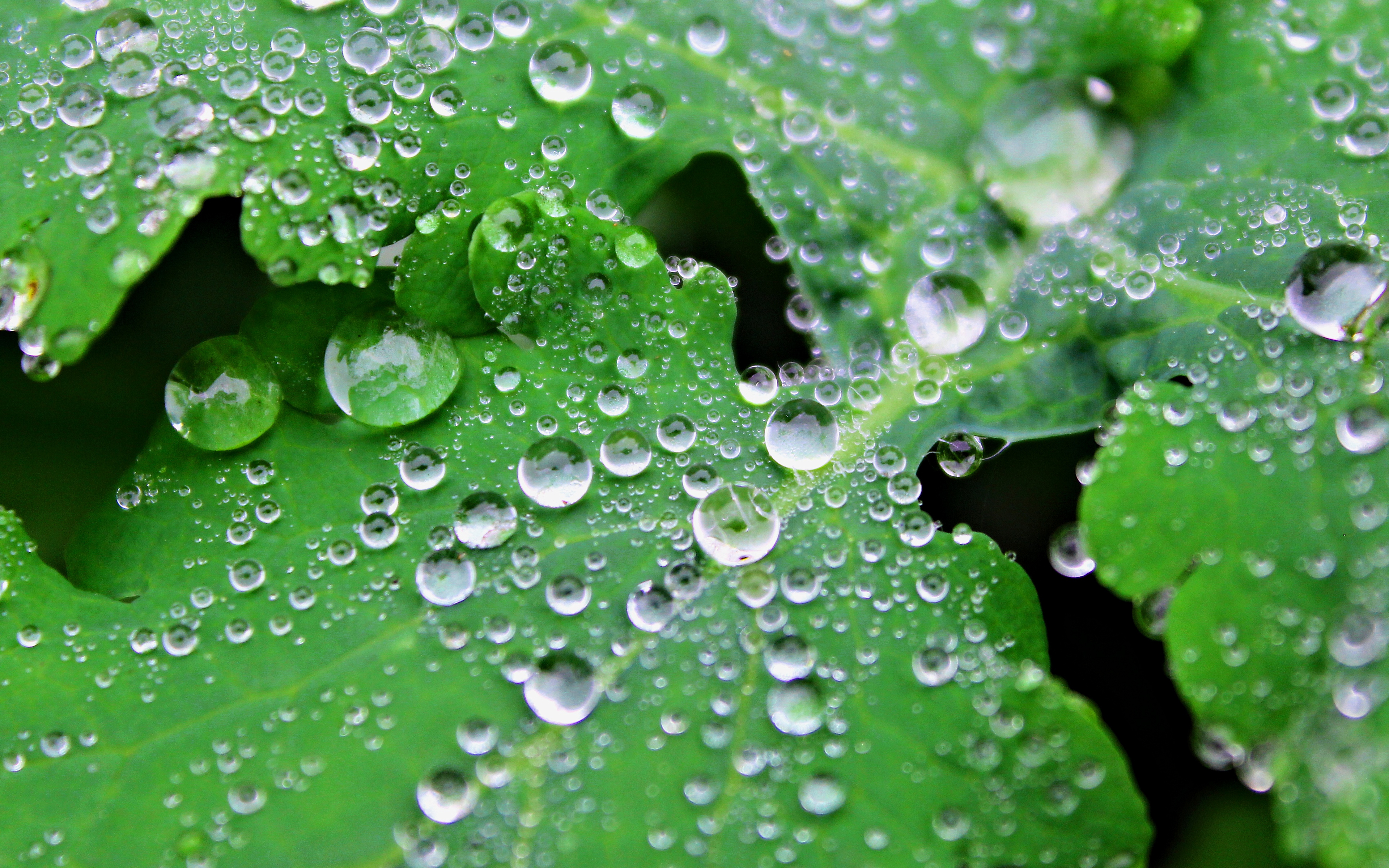 Water drops on leaves wallpapers and images - wallpapers ...
