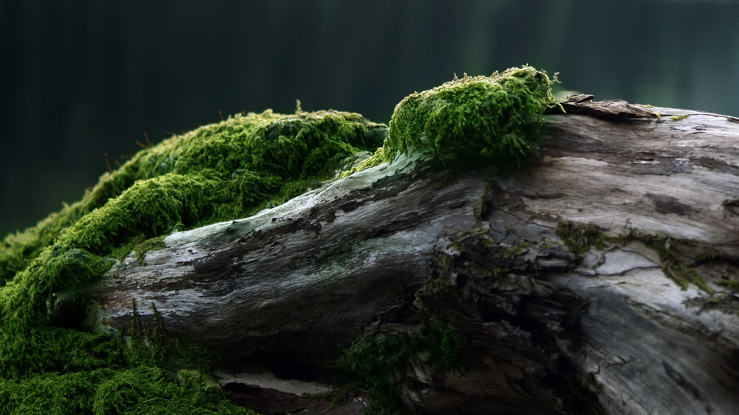 Moss on the old log wallpapers and images - wallpapers ...