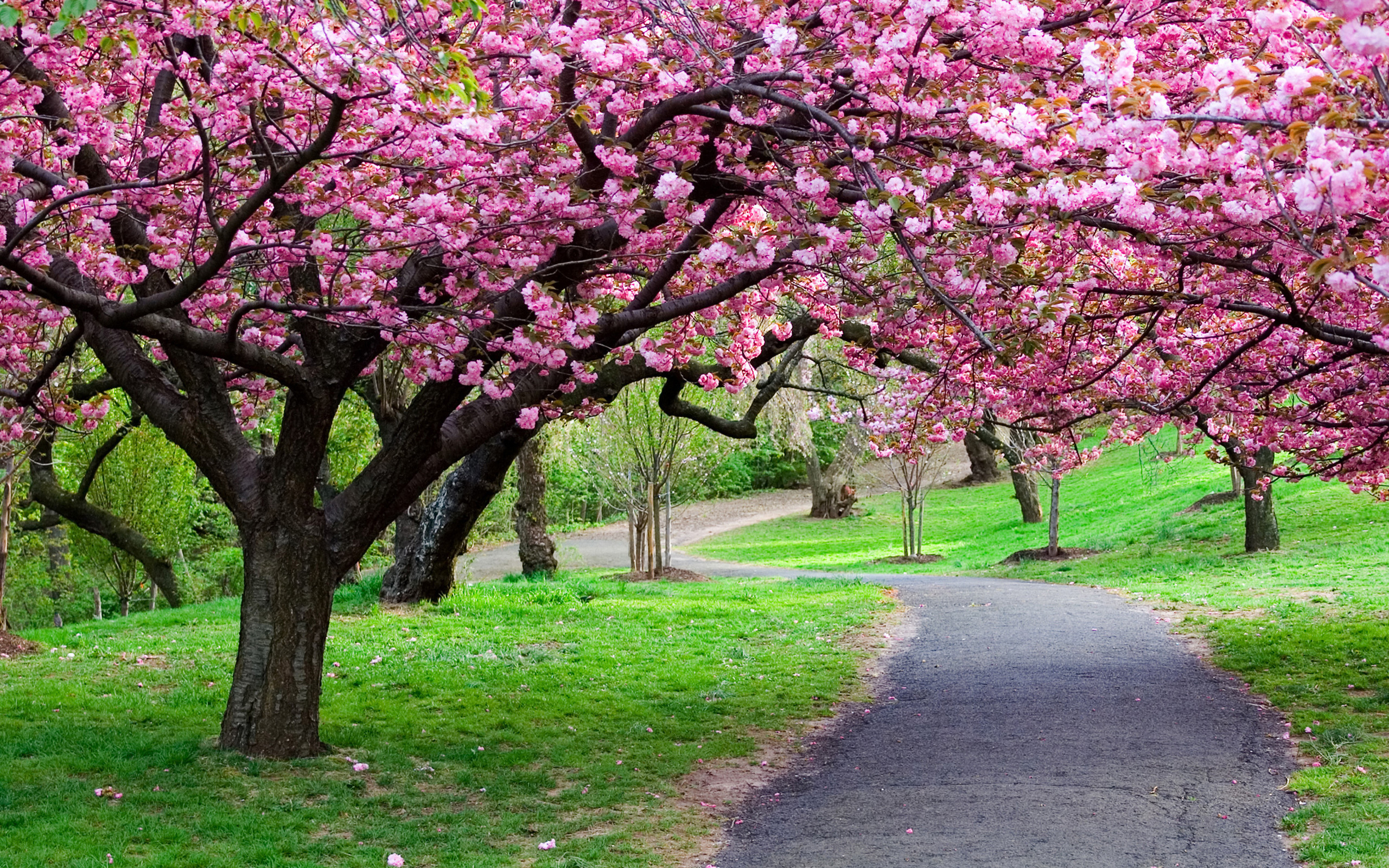 Beautiful spring flowering tree wallpapers and images - wallpapers