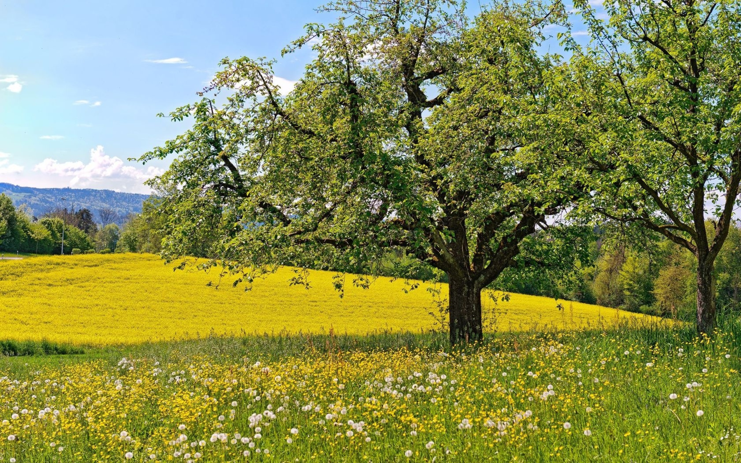 Beautiful spring tree wallpapers and images - wallpapers, pictures, photos