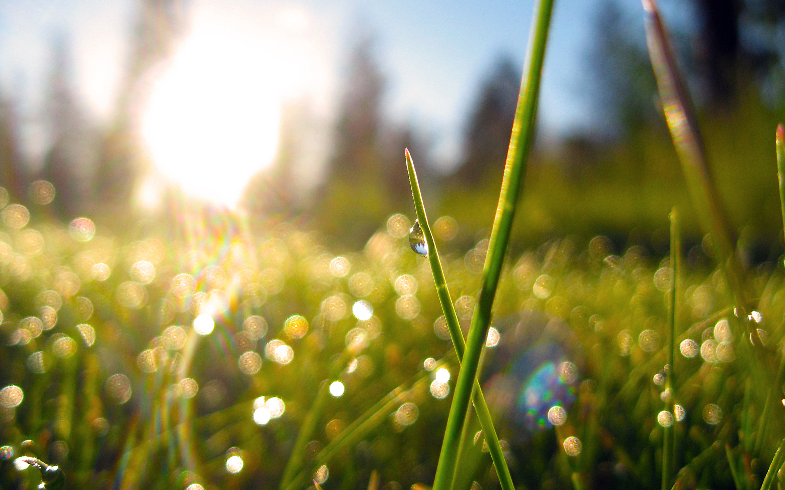 Bright spring grass wallpapers and images - wallpapers, pictures, photos