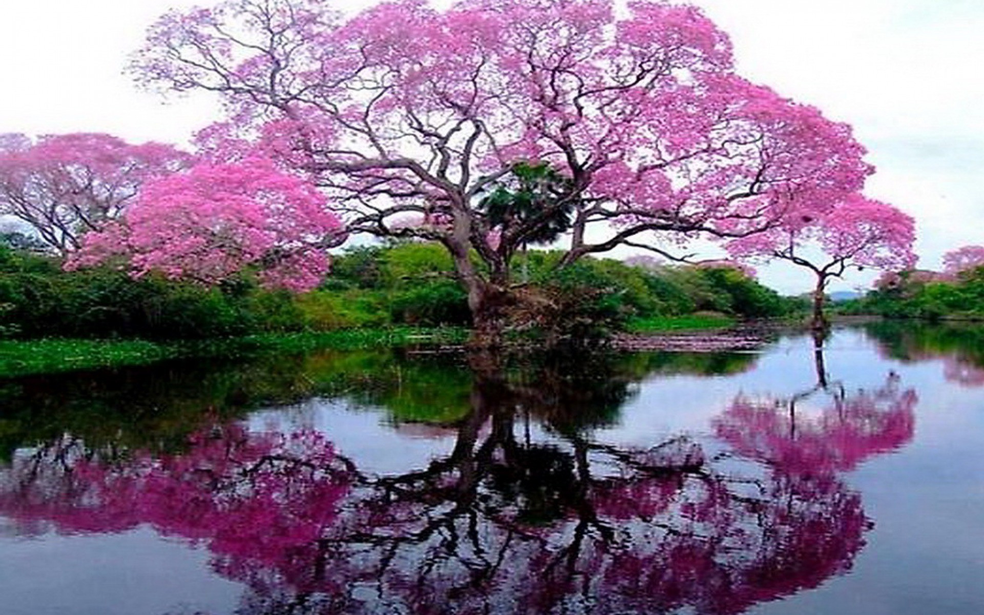 Flowering tree by the lake wallpapers and images - wallpapers, pictures