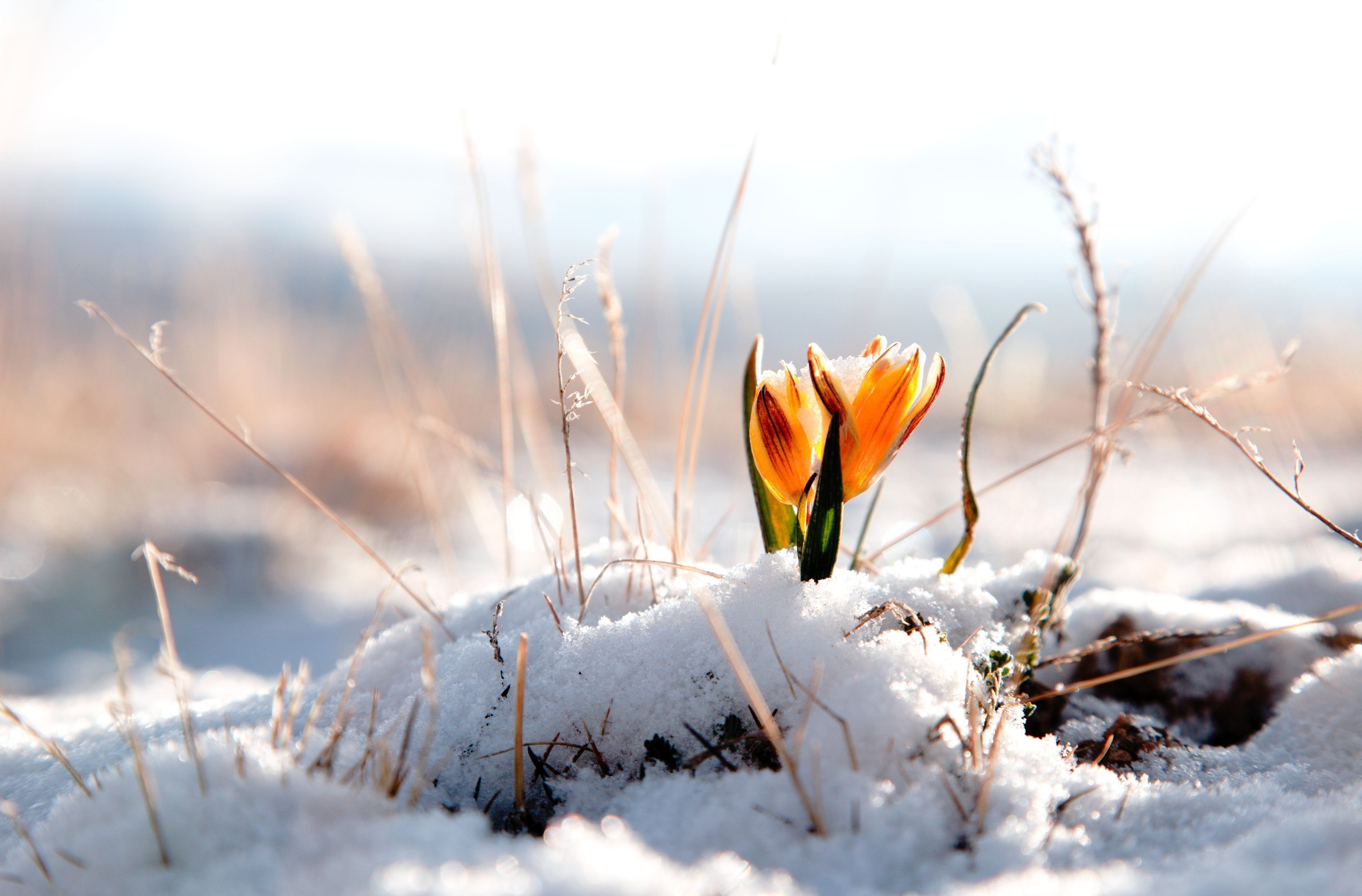 Flowers on melted snow wallpapers and images - wallpapers, pictures, photos