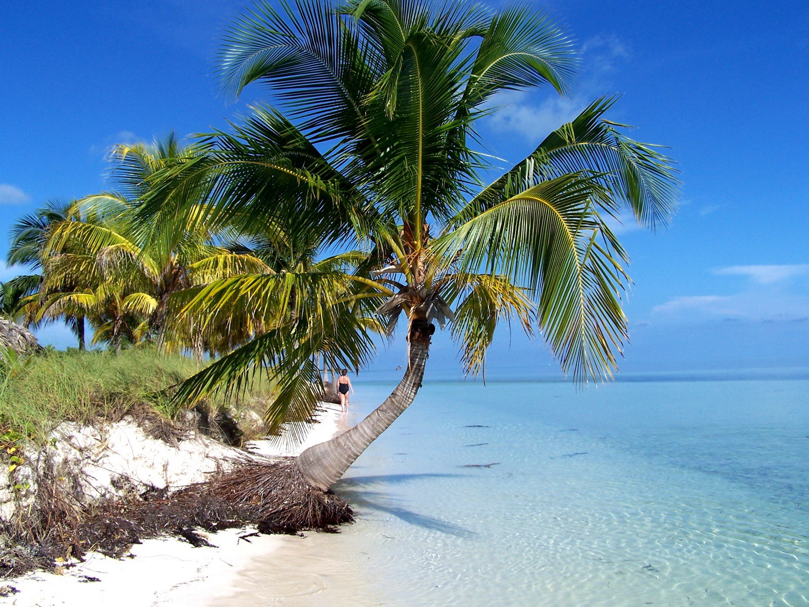 Palm tree on the beach in the resort of Cayo Guillermo, Cuba wallpapers