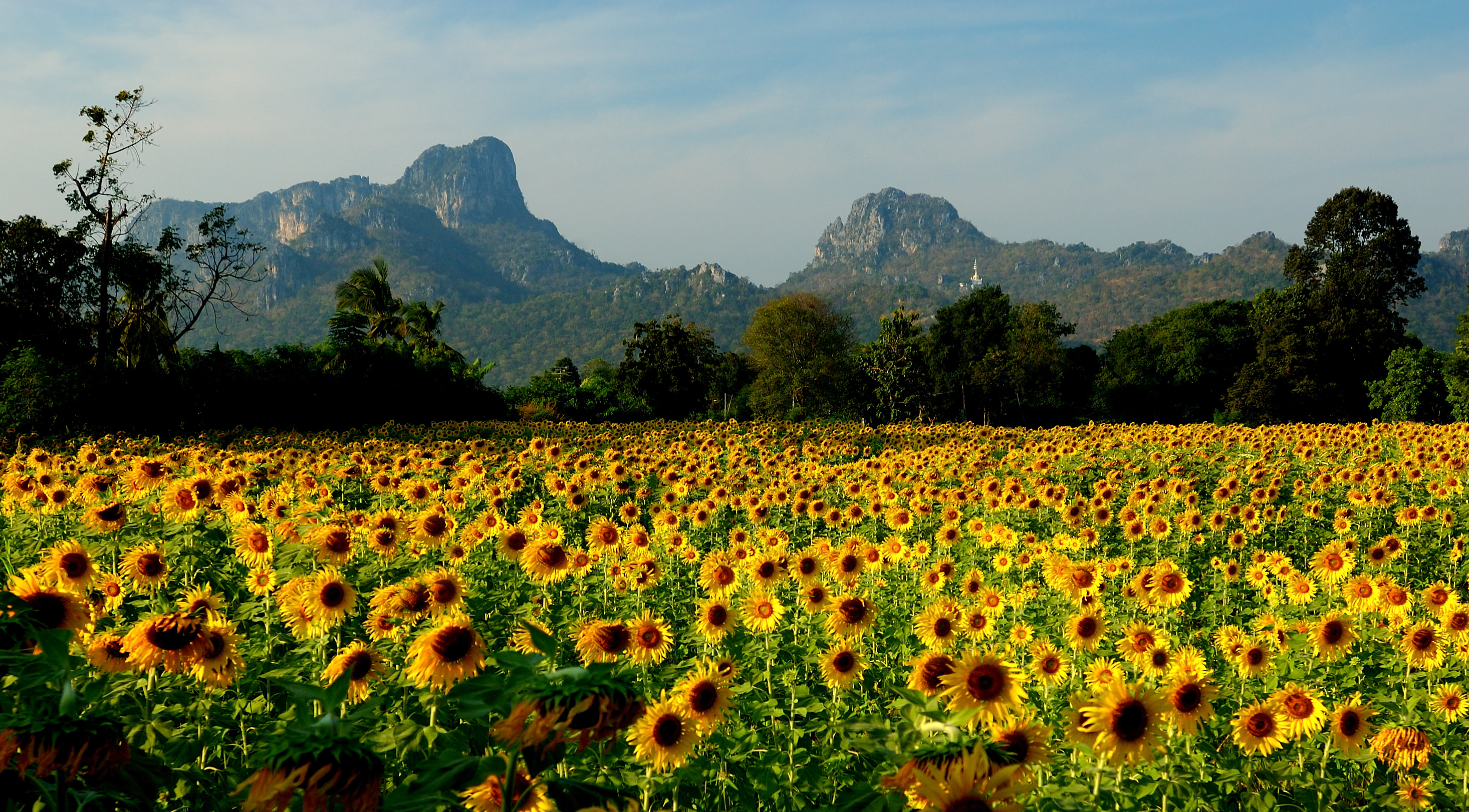 Field of sunflowers in the resort of Lopburi, Thailand wallpapers and