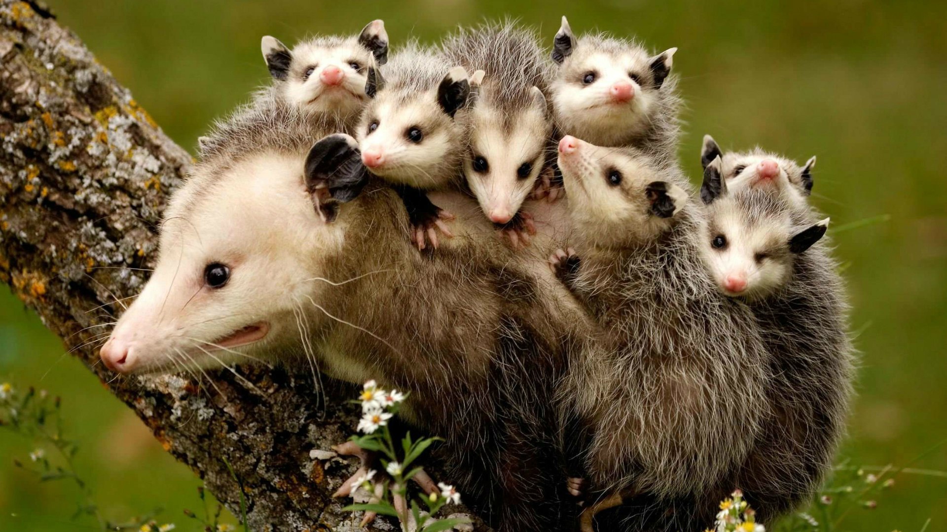 http://www.zastavki.com/pictures/originals/2015/Animals_Cubs_opossum_cling_to_the_back_of_his_mother_095724_.jpg