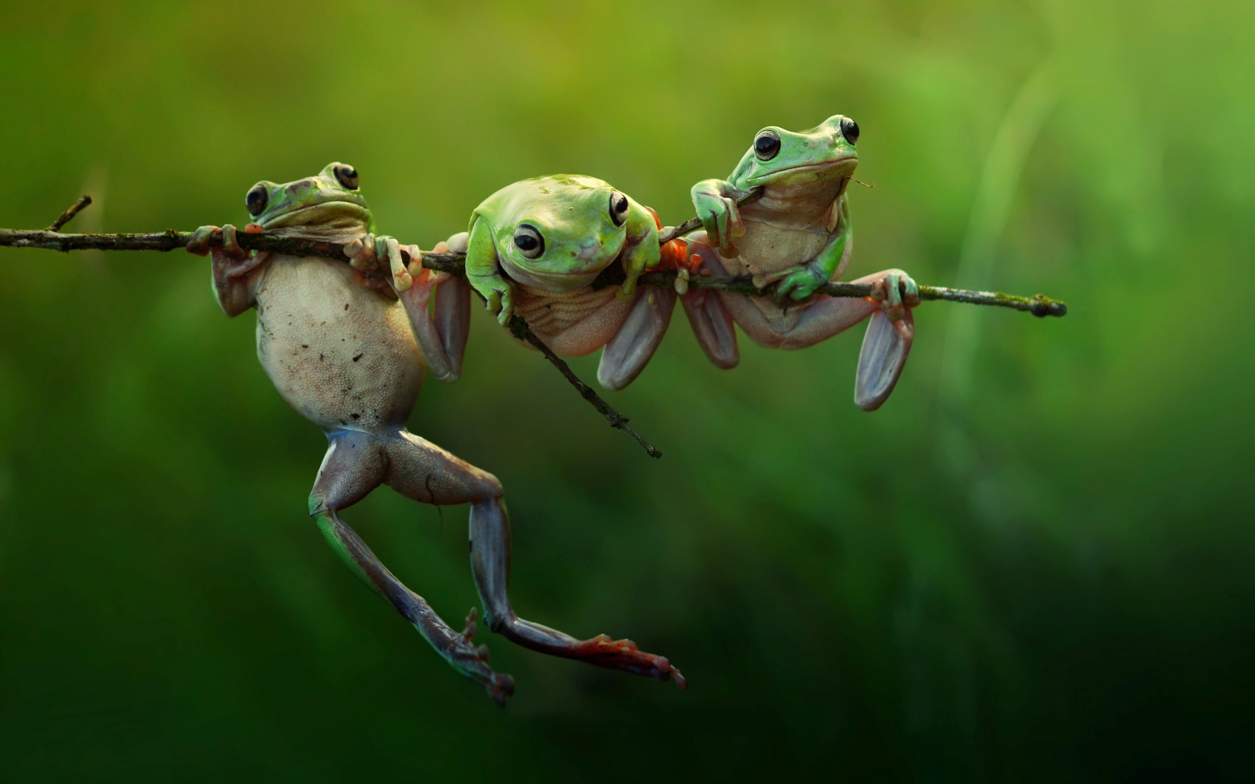 Tree frog hanging on a branch wallpapers and images - wallpapers