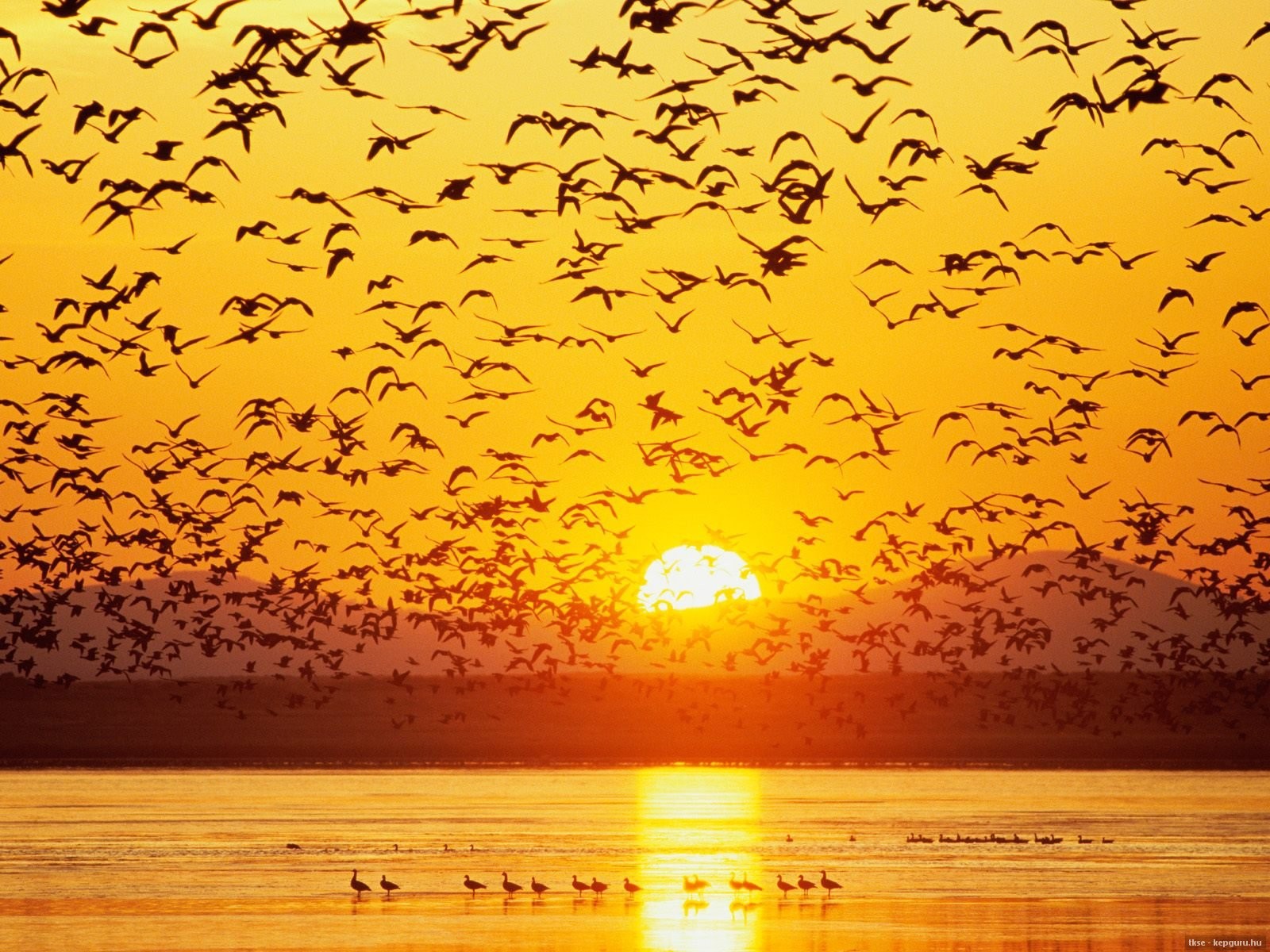 A Large Flock Of Geese On A Lake At Sunset Wallpapers And Images