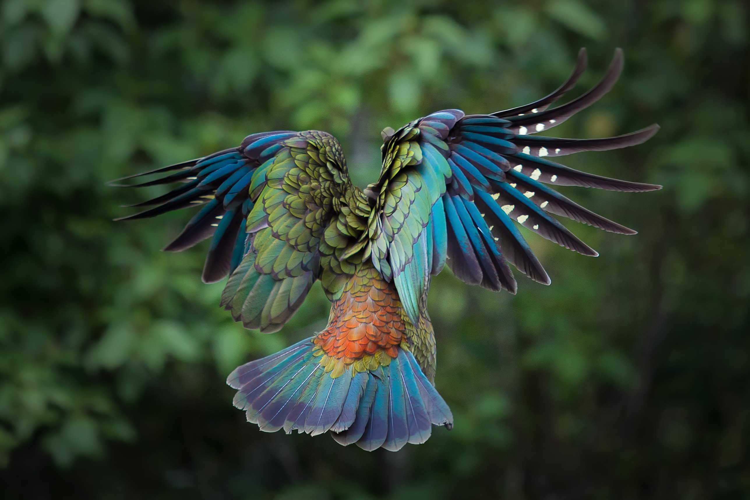 Flying Colorful Bird Wallpapers And Images Wallpapers Pictures Photos