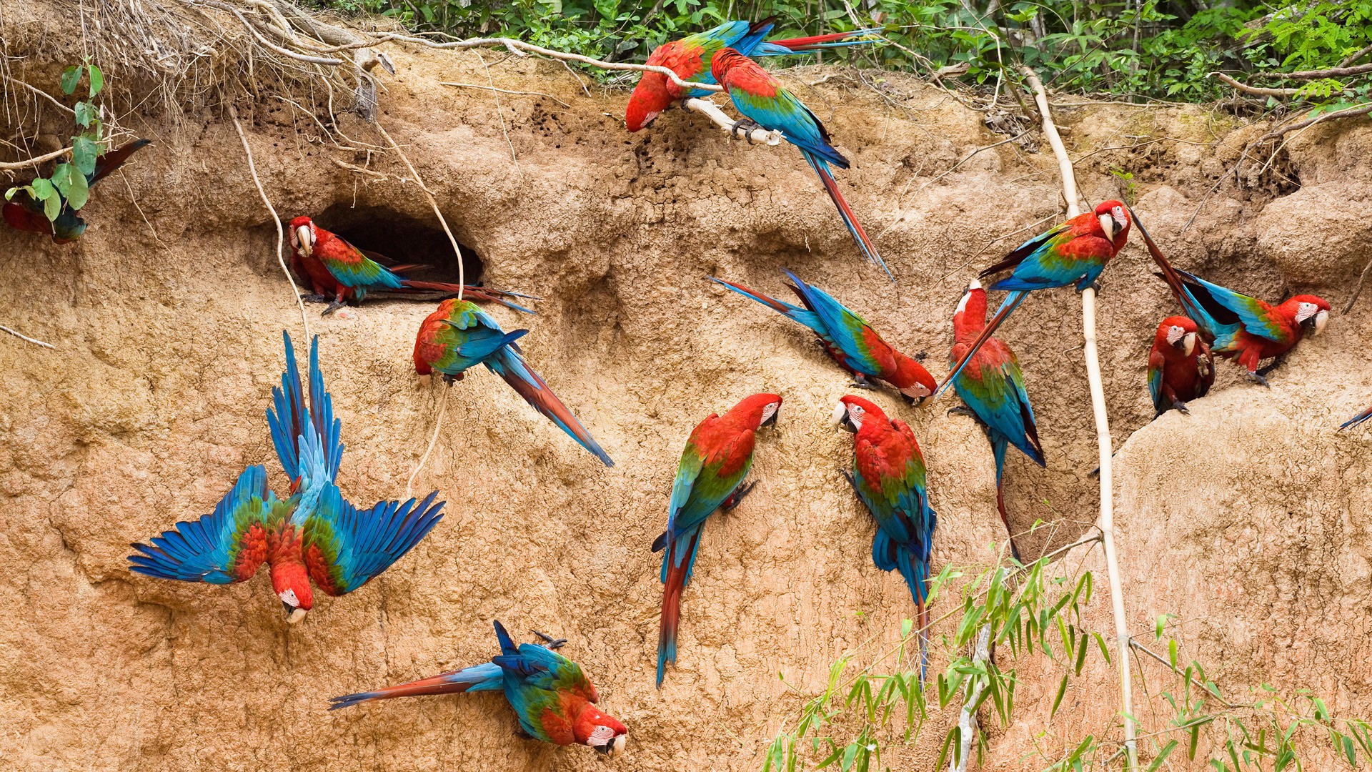 Rainbow parrots nest wallpapers and images - wallpapers, pictures, photos