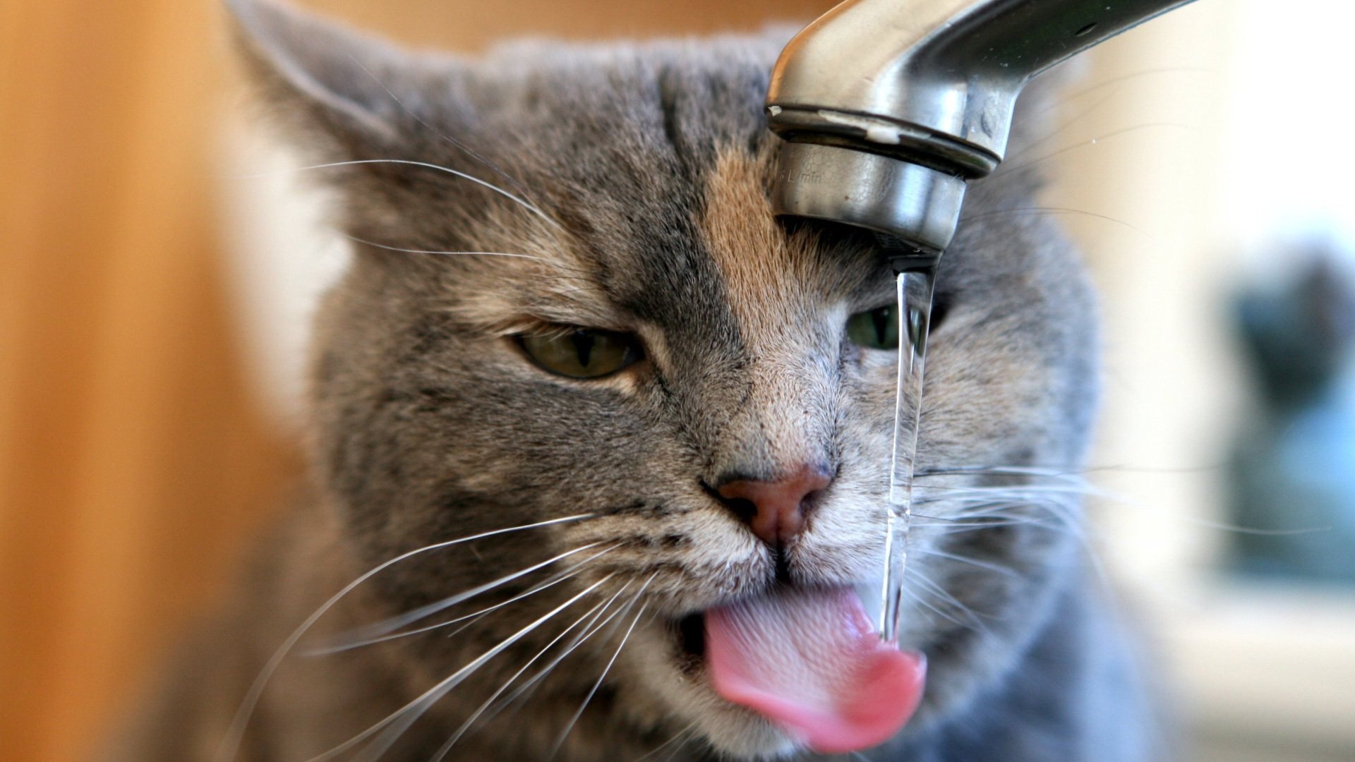 http://www.zastavki.com/pictures/originals/2015/Animals___Cats_Cat_drinks_water_from_the_tap_095228_.jpg