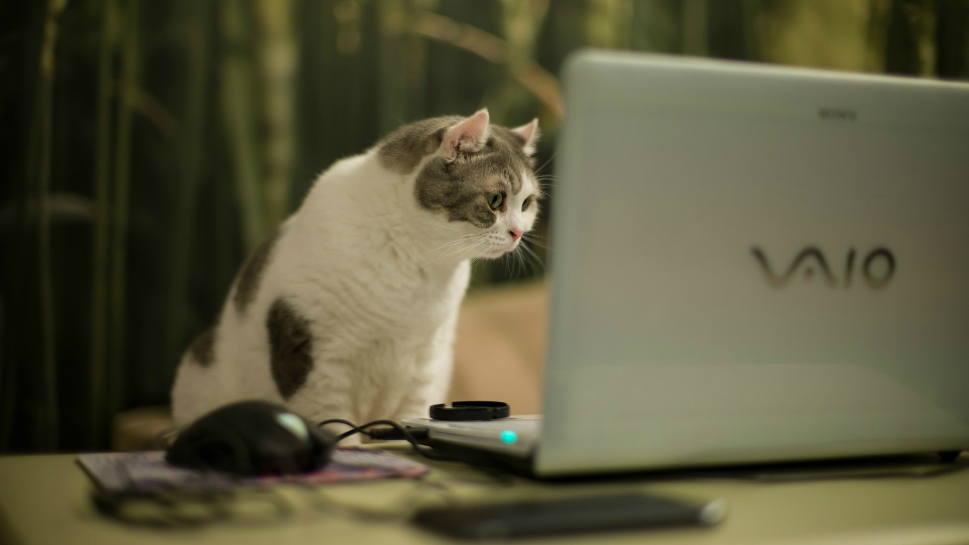 Cat looking at a laptop screen wallpapers and images - wallpapers