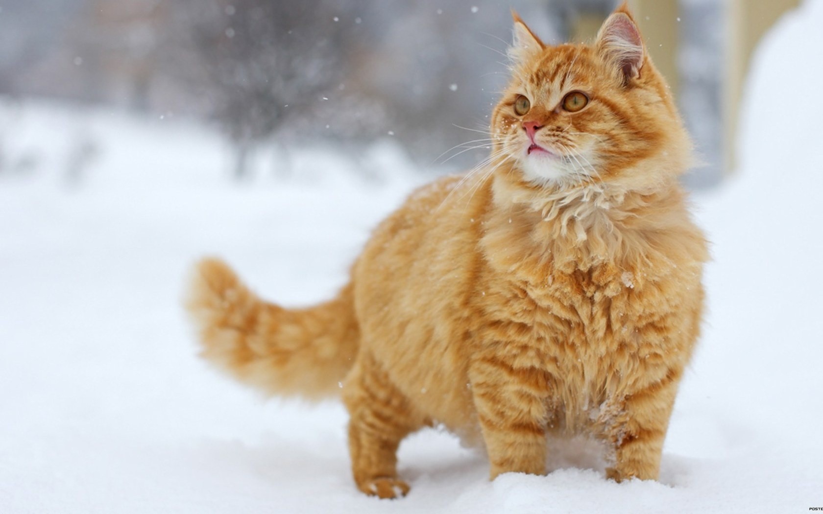 Animals___Cats_Fluffy_ginger_cat_in_the_