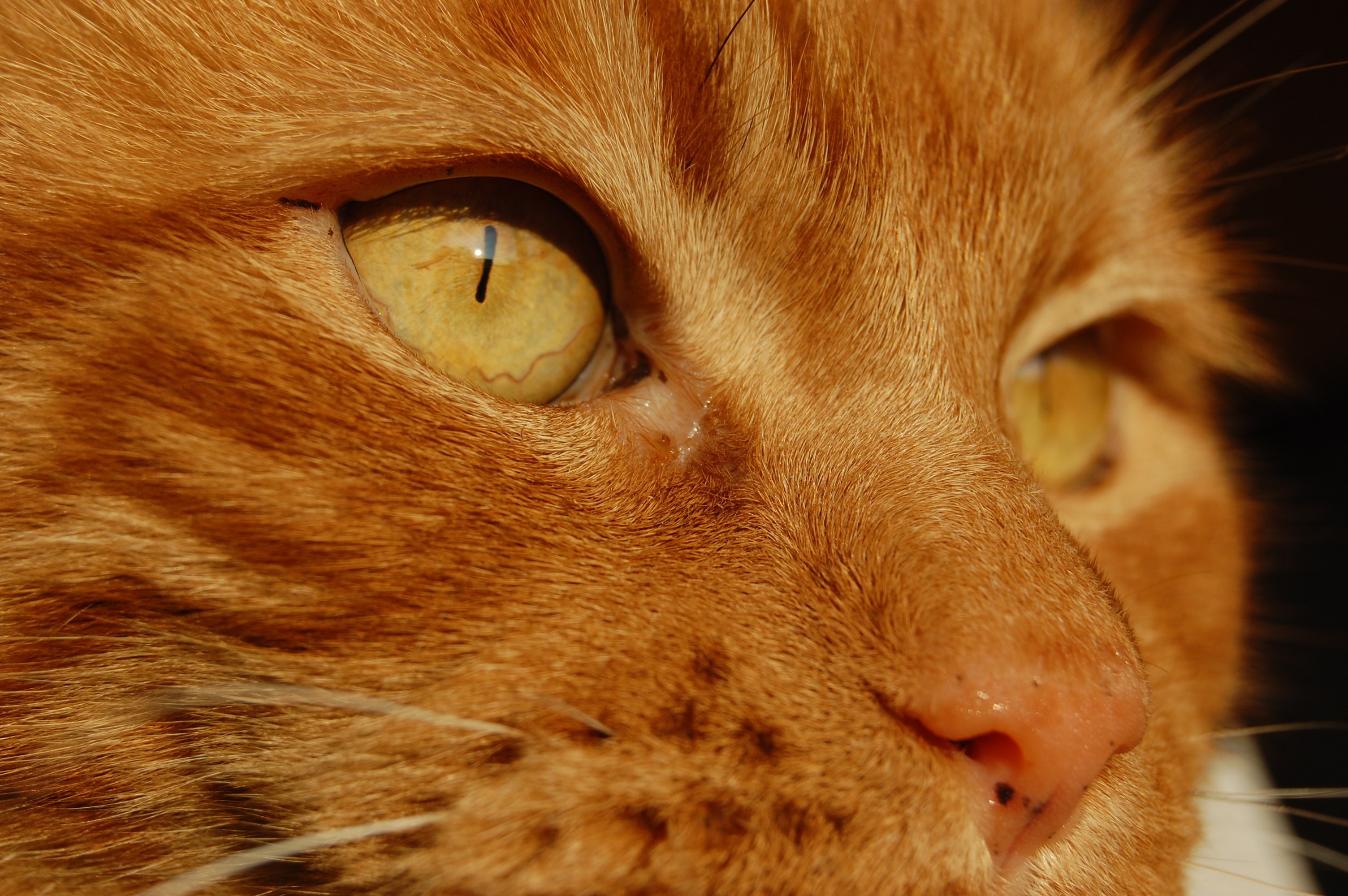 Yellow eyes red cat wallpapers and images wallpapers, pictures, photos