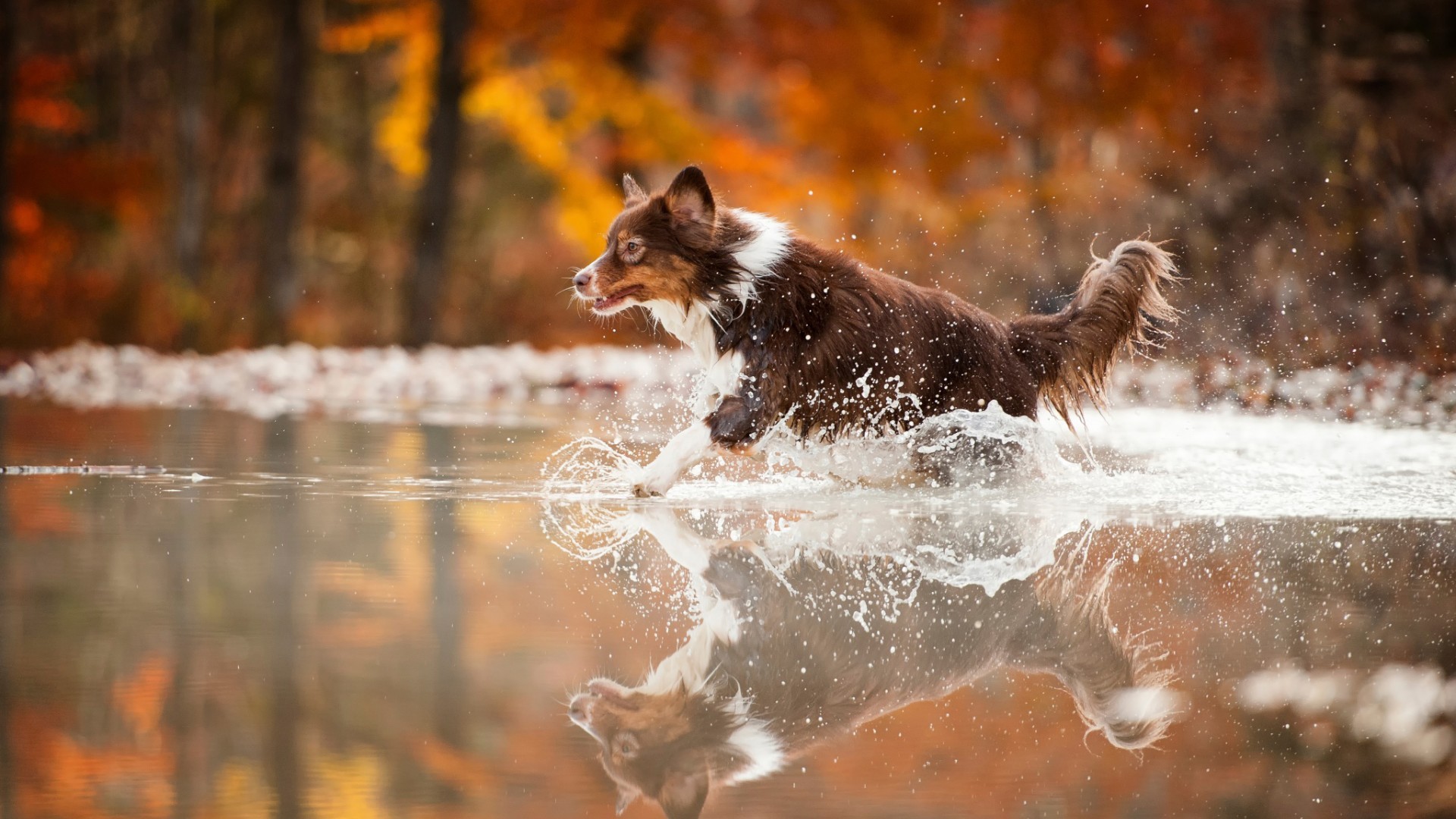 Brown dog running on water wallpapers and images wallpapers, pictures