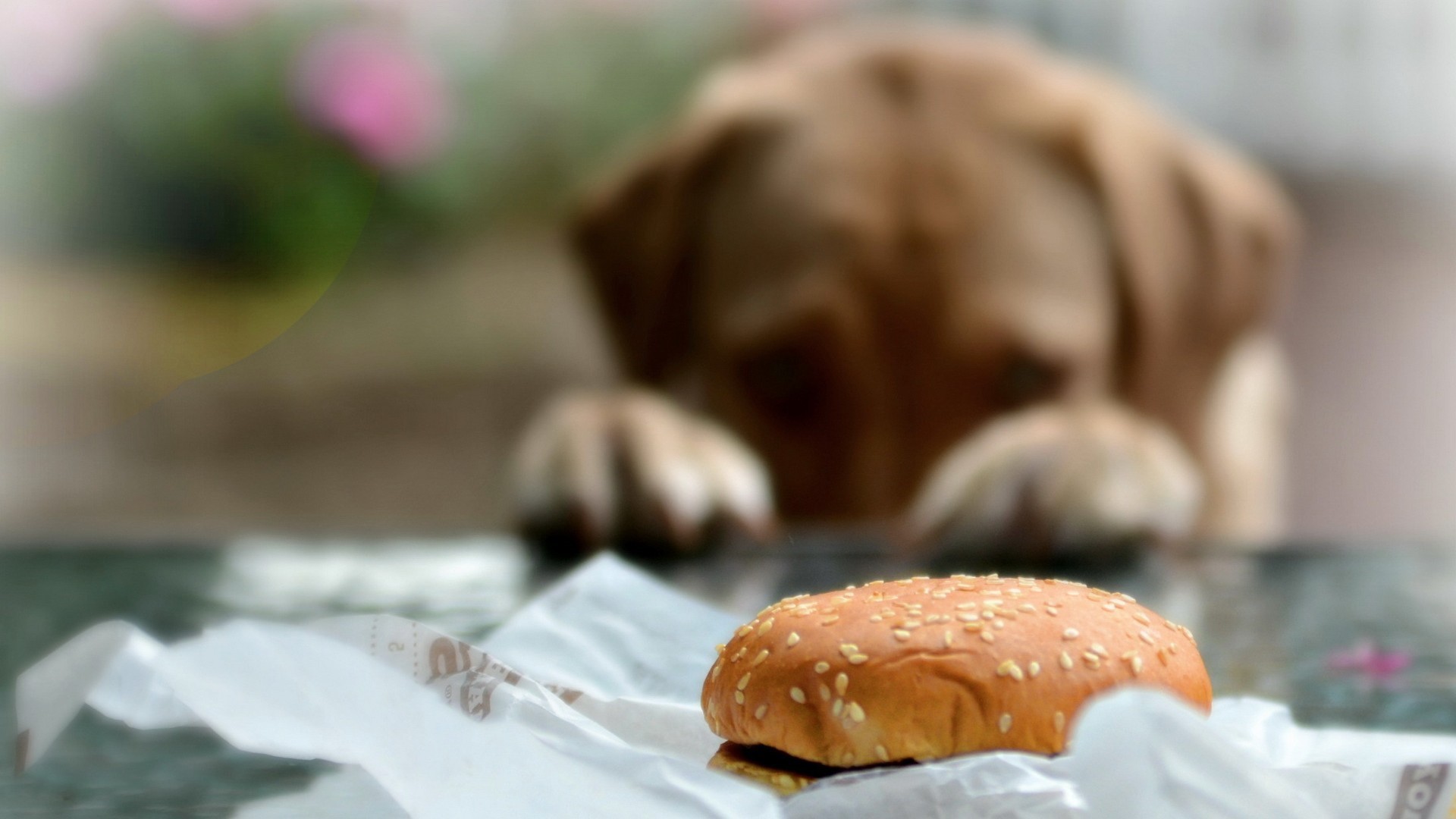 Dog wants to eat a bun wallpapers and images wallpapers, pictures, photos