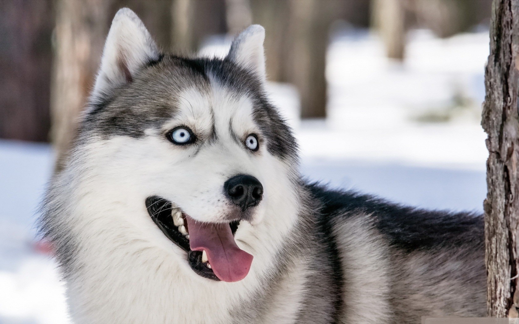 http://www.zastavki.com/pictures/originals/2015/Animals___Dogs_Husky_dog_in_winter_forest_094638_.jpg