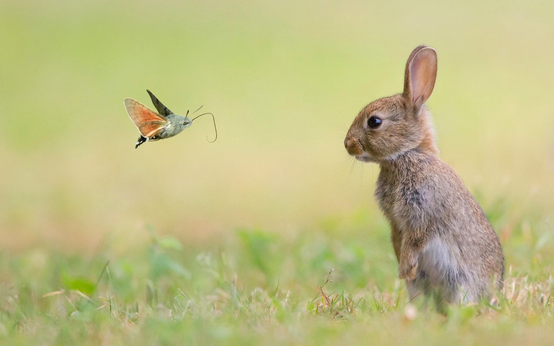 Rabbit is looking at a butterfly wallpapers and images wallpapers