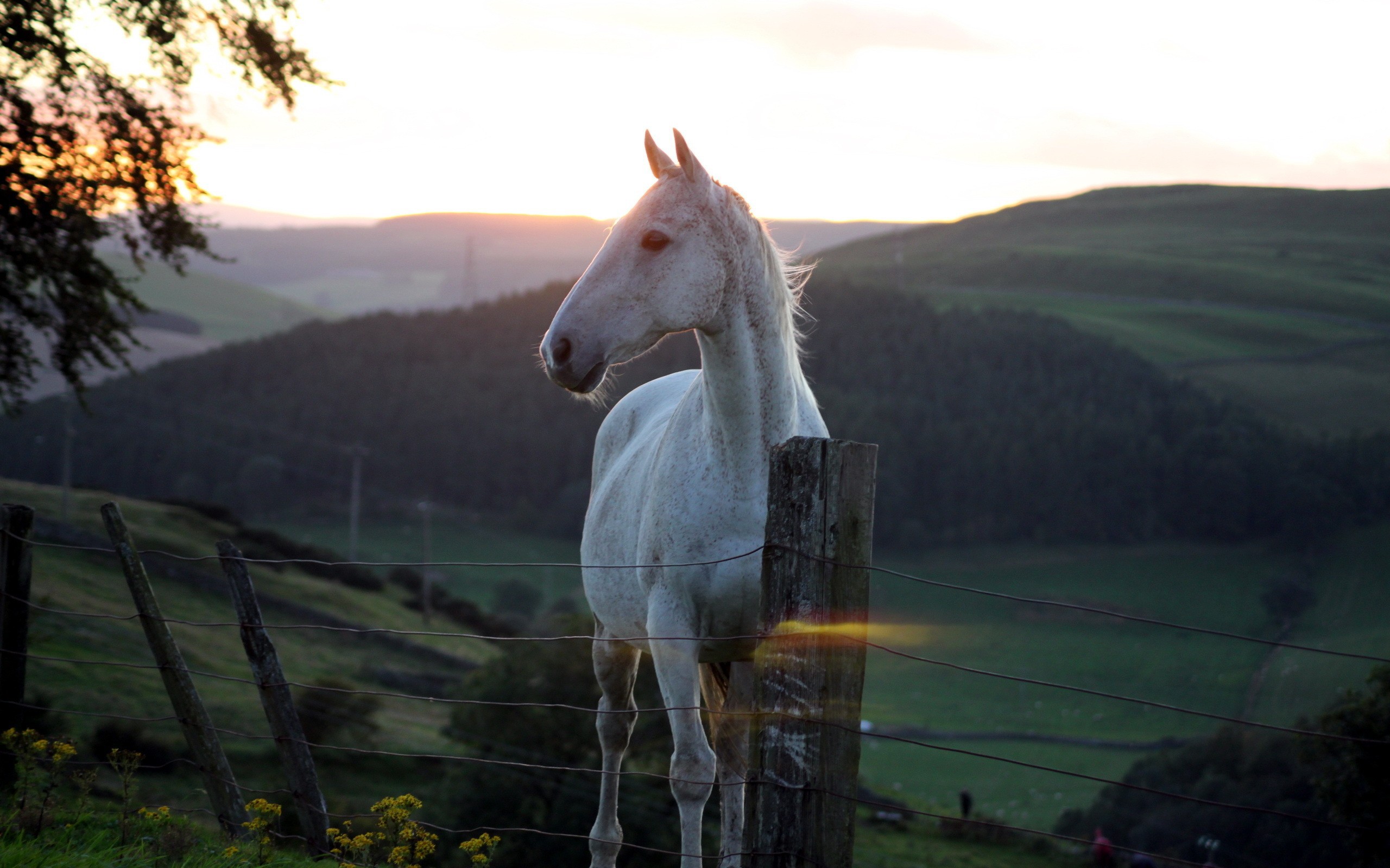 White horse behind a fence on a background of a sunset wallpapers and