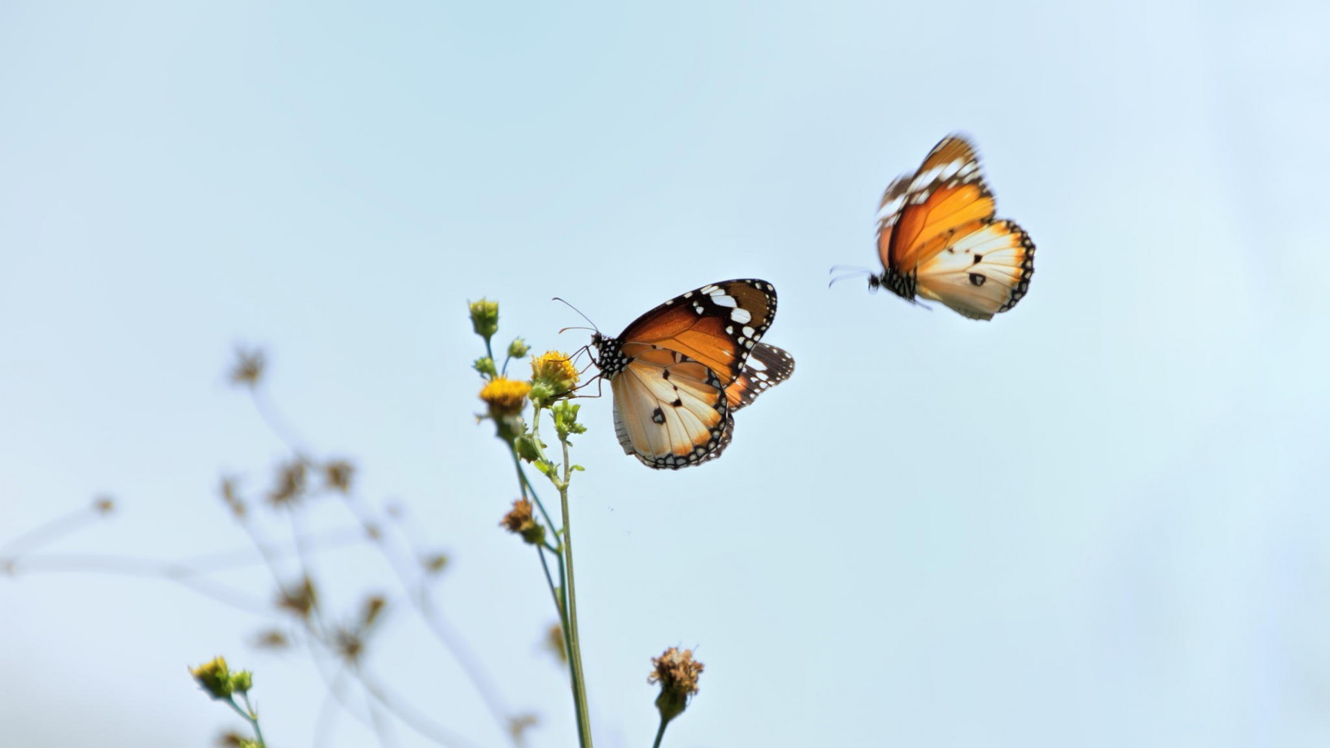 Two butterflies flew to flower wallpapers and images wallpapers
