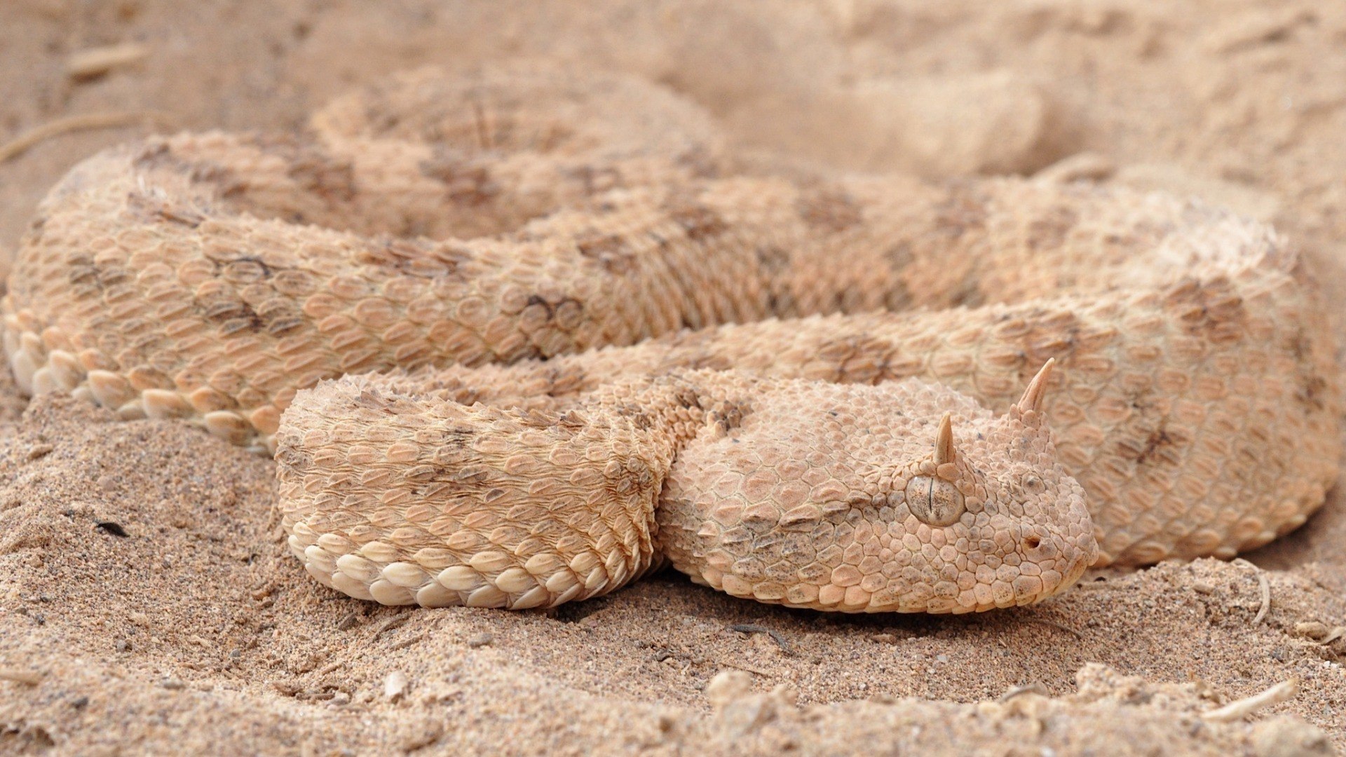 Horned viper snake wallpapers and images wallpapers, pictures, photos