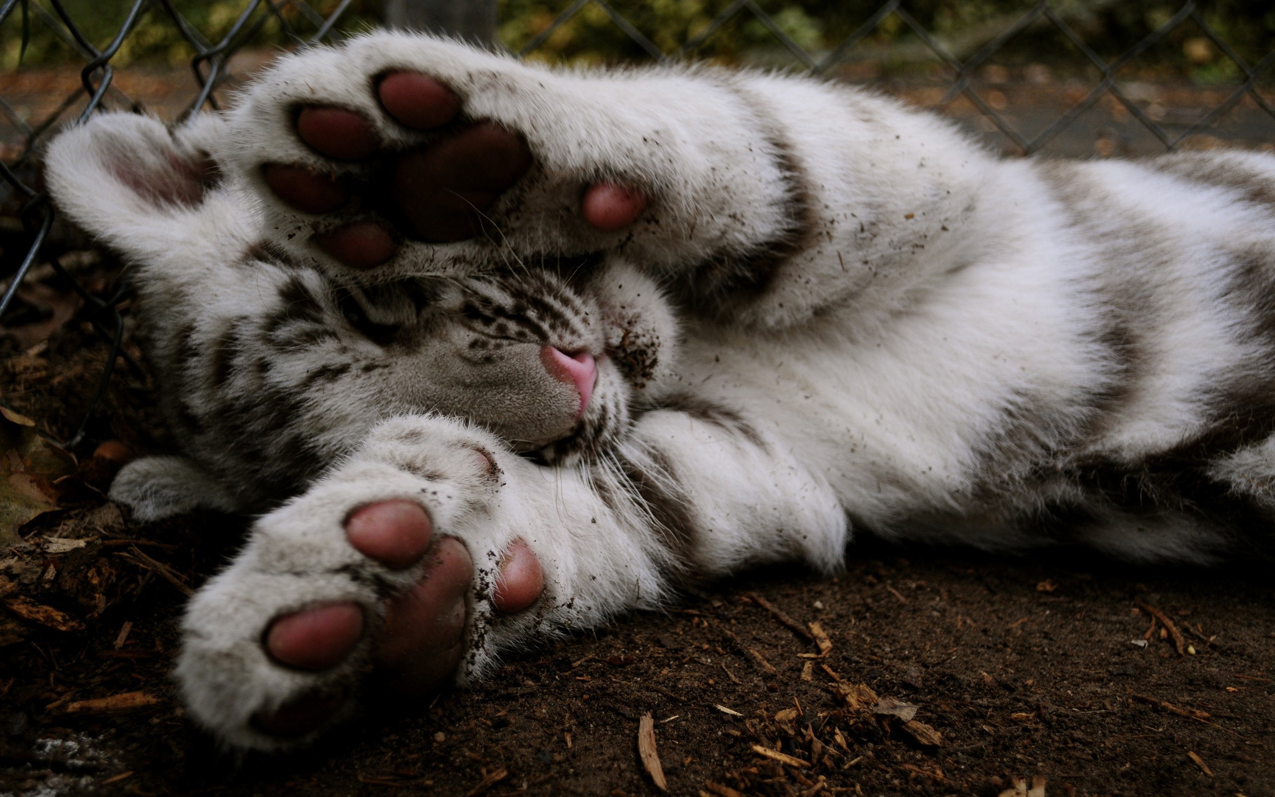 White tiger paws muzzle covers Desktop wallpapers 1280x800