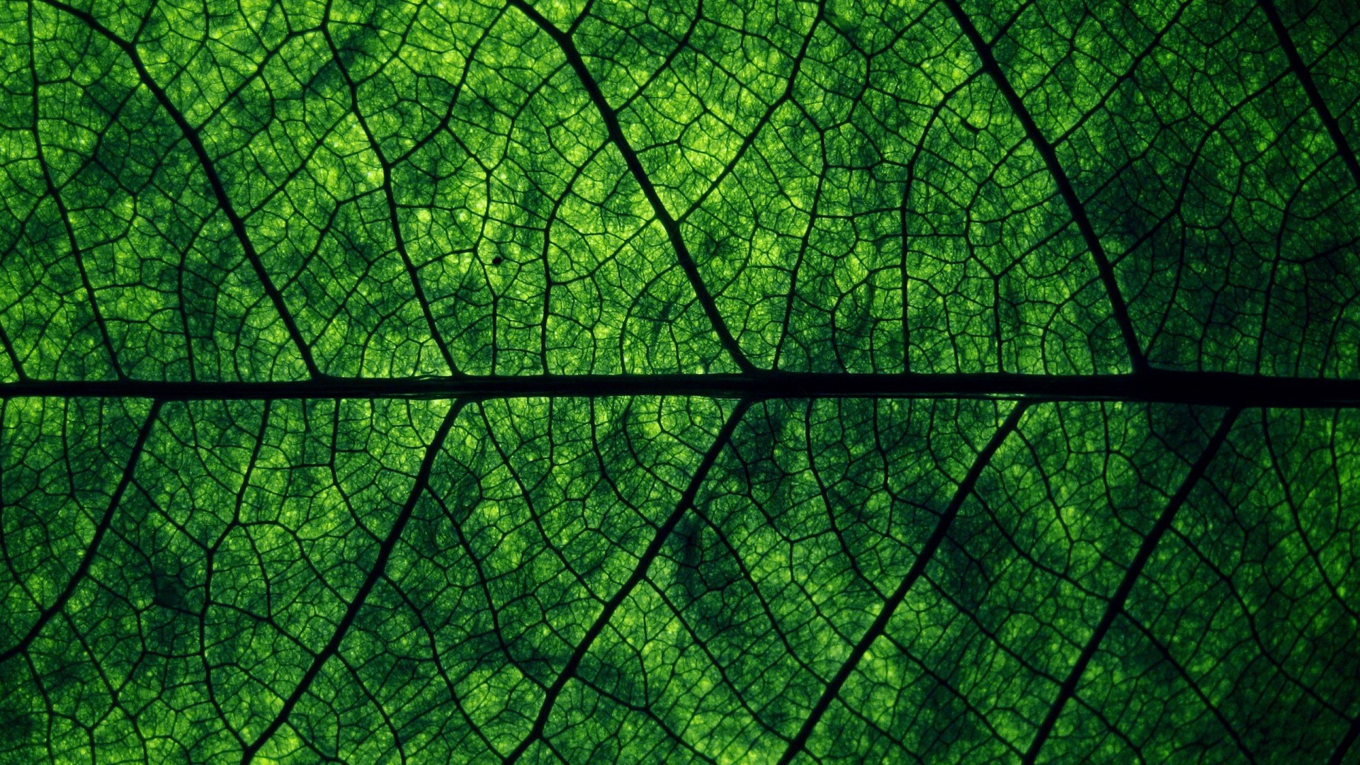 Background of green leaf of a tree wallpapers and images - wallpapers