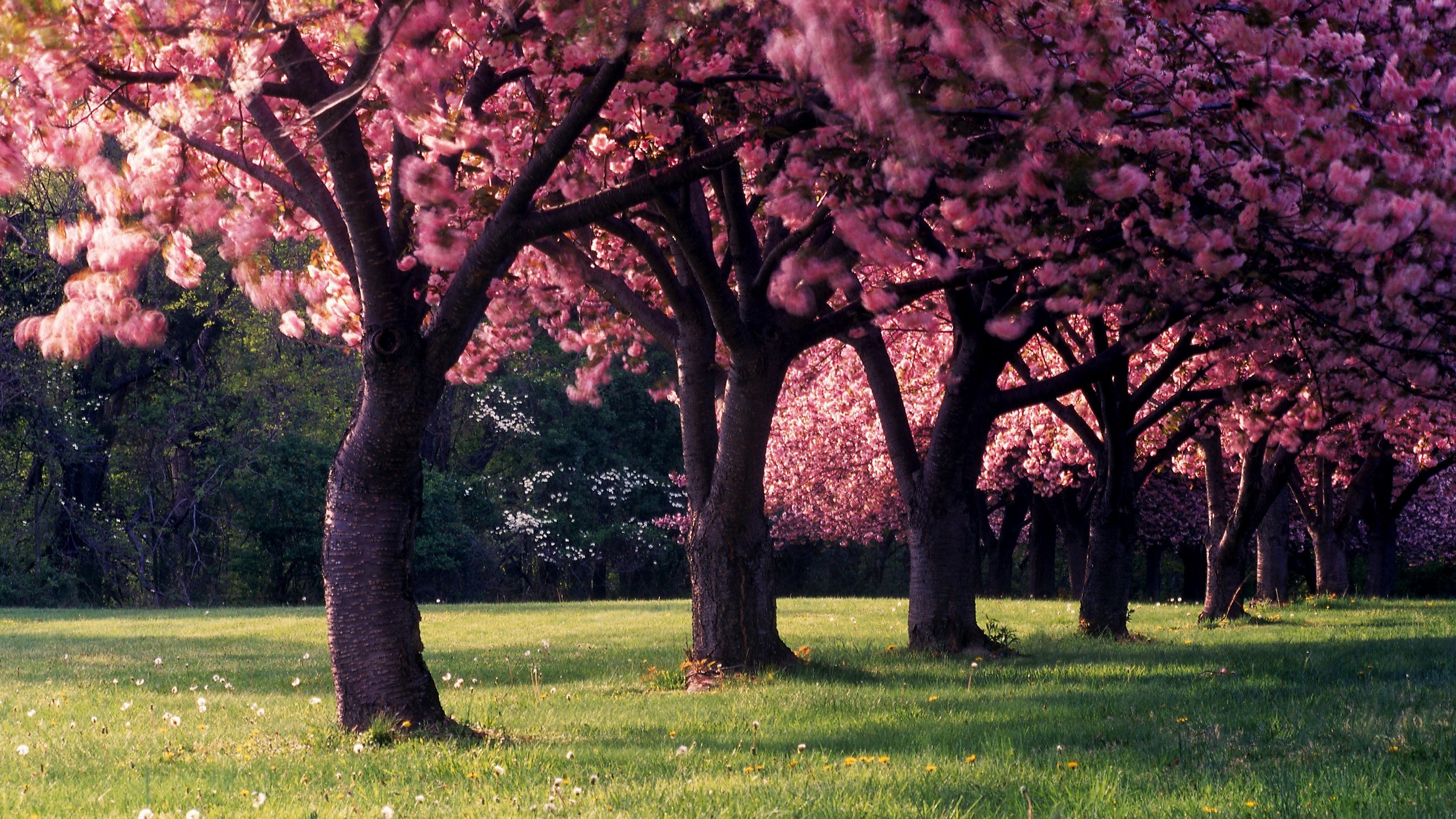 Beautiful photos of flowering trees in spring Desktop wallpapers 1366x768