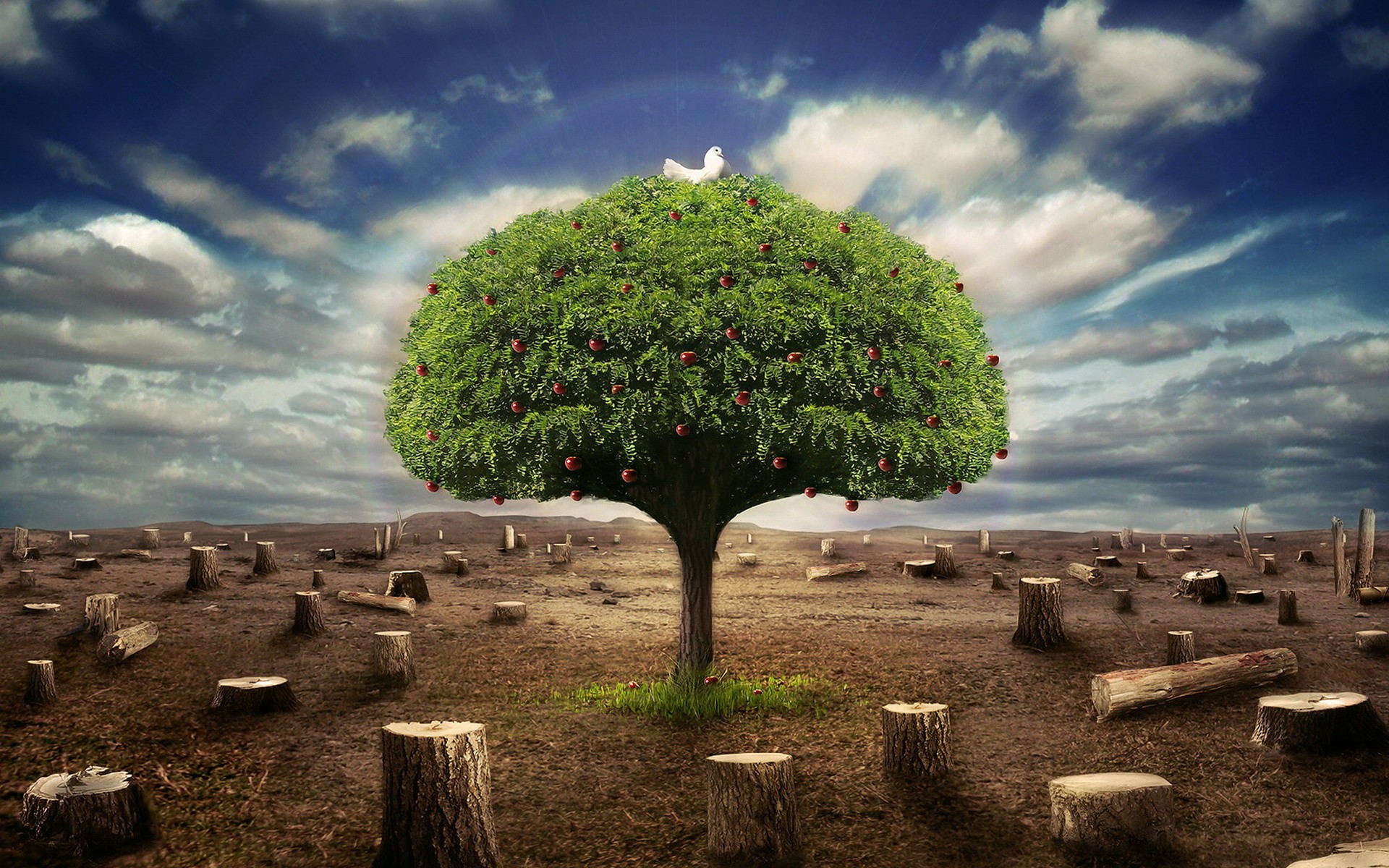 Live tree stumps among wallpapers and images wallpapers, pictures, photos