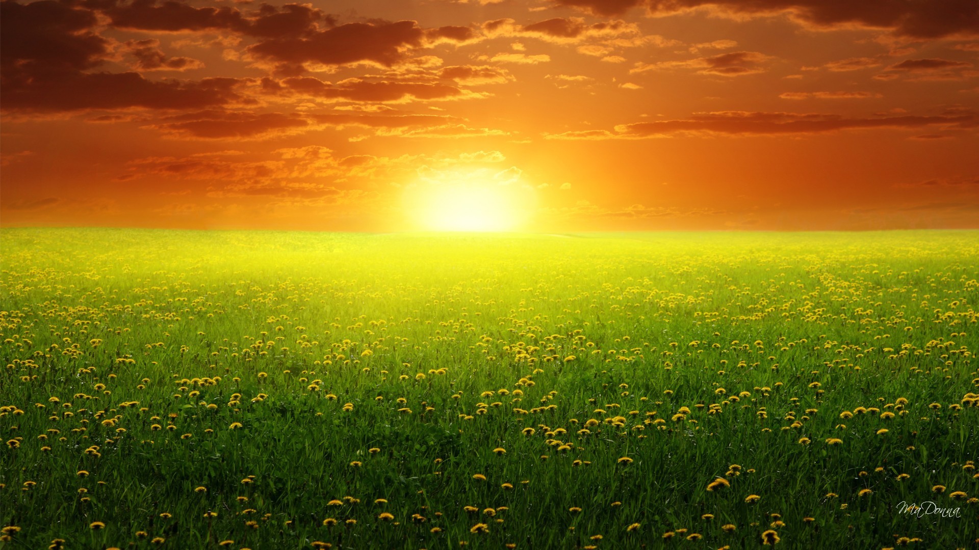 http://www.zastavki.com/pictures/originals/2015/Nature___Fields_Sunrise_over_a_field_of_dandelions_098456_.jpg