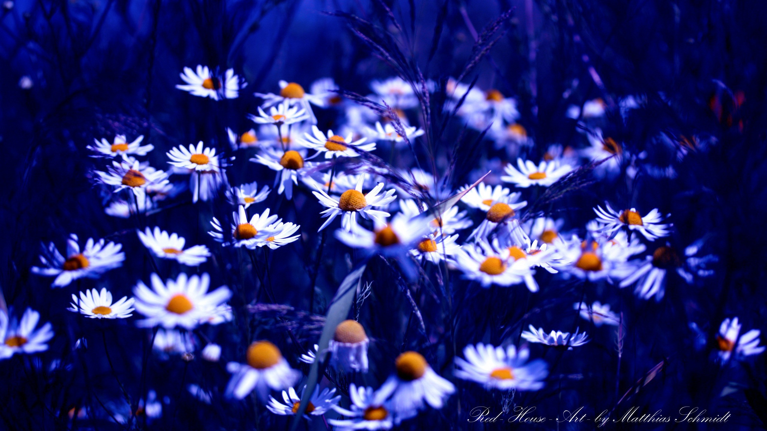 Daisies in blue light wallpapers and images - wallpapers, pictures, photos