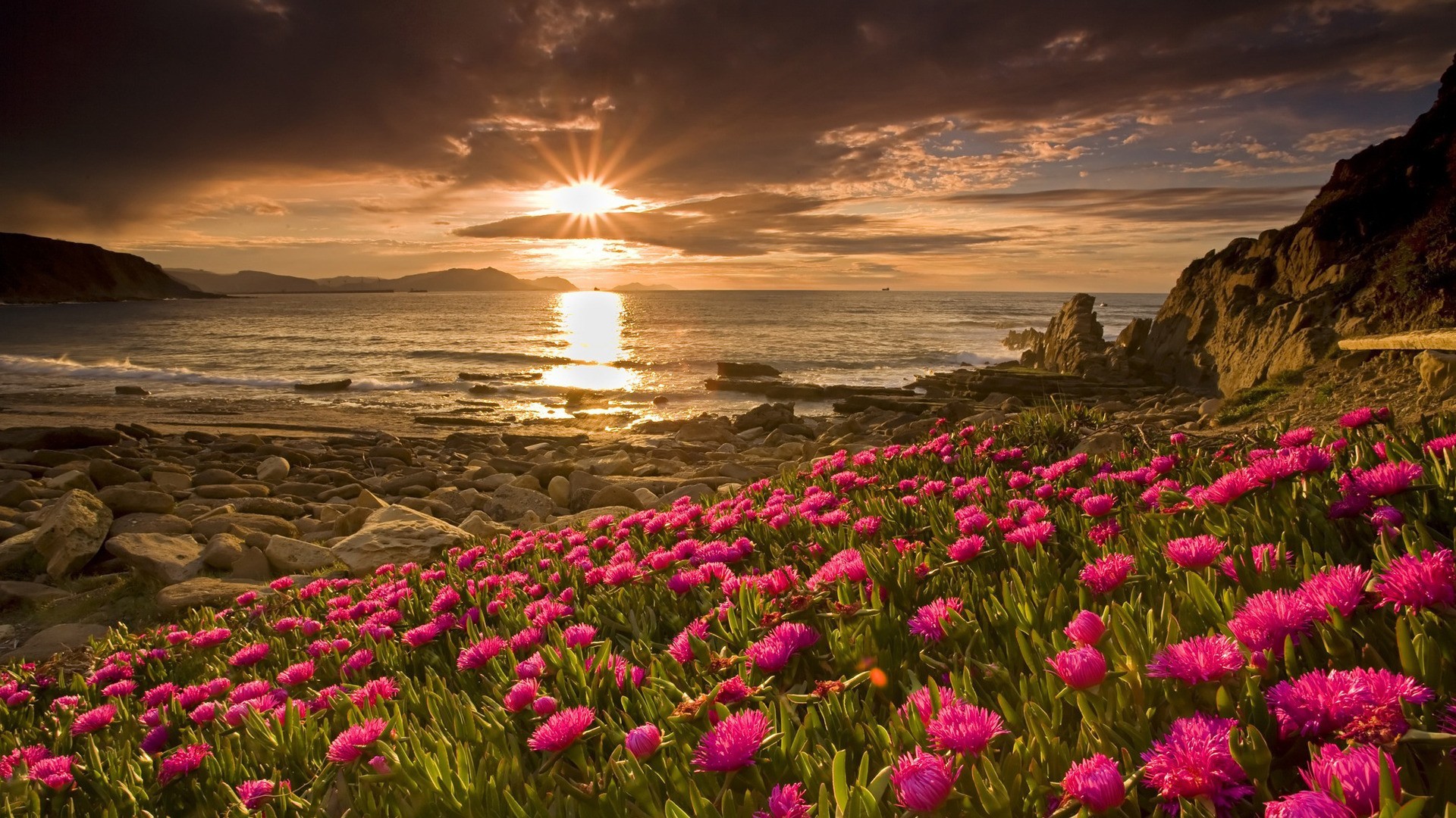 Nature___Flowers_Pink_flowers_by_the_sea_at_sunset_099920_.jpg