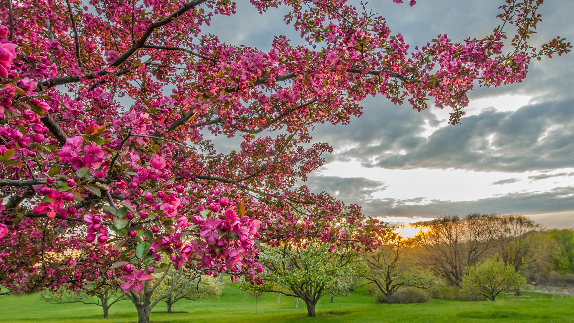 Flowering trees in orchard wallpapers and images - wallpapers, pictures