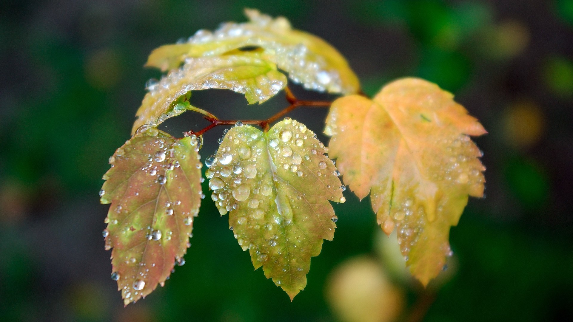 Moisture on the leaves of birch branches wallpapers and images